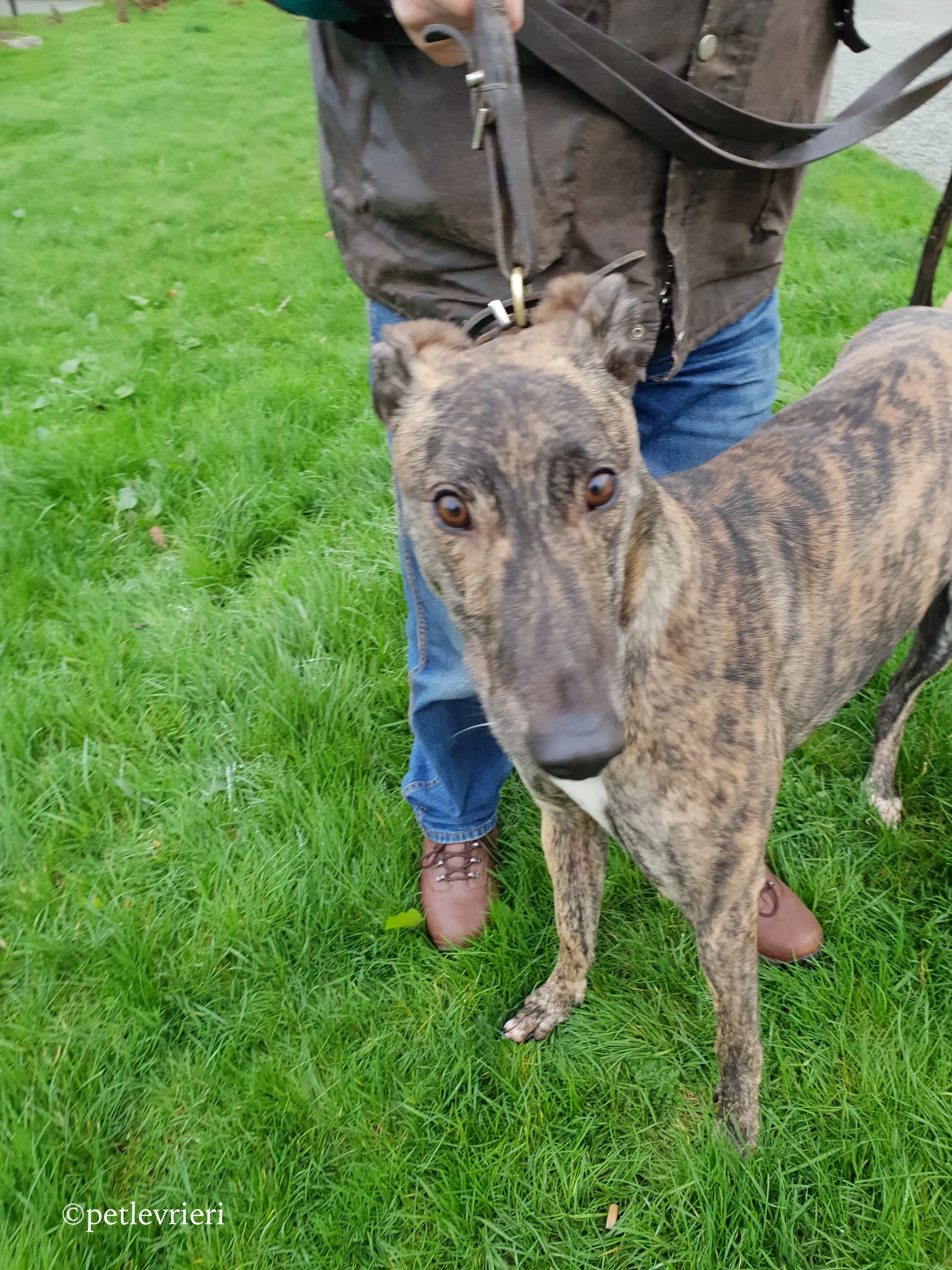 bingo adozione levrieri greyhound 2