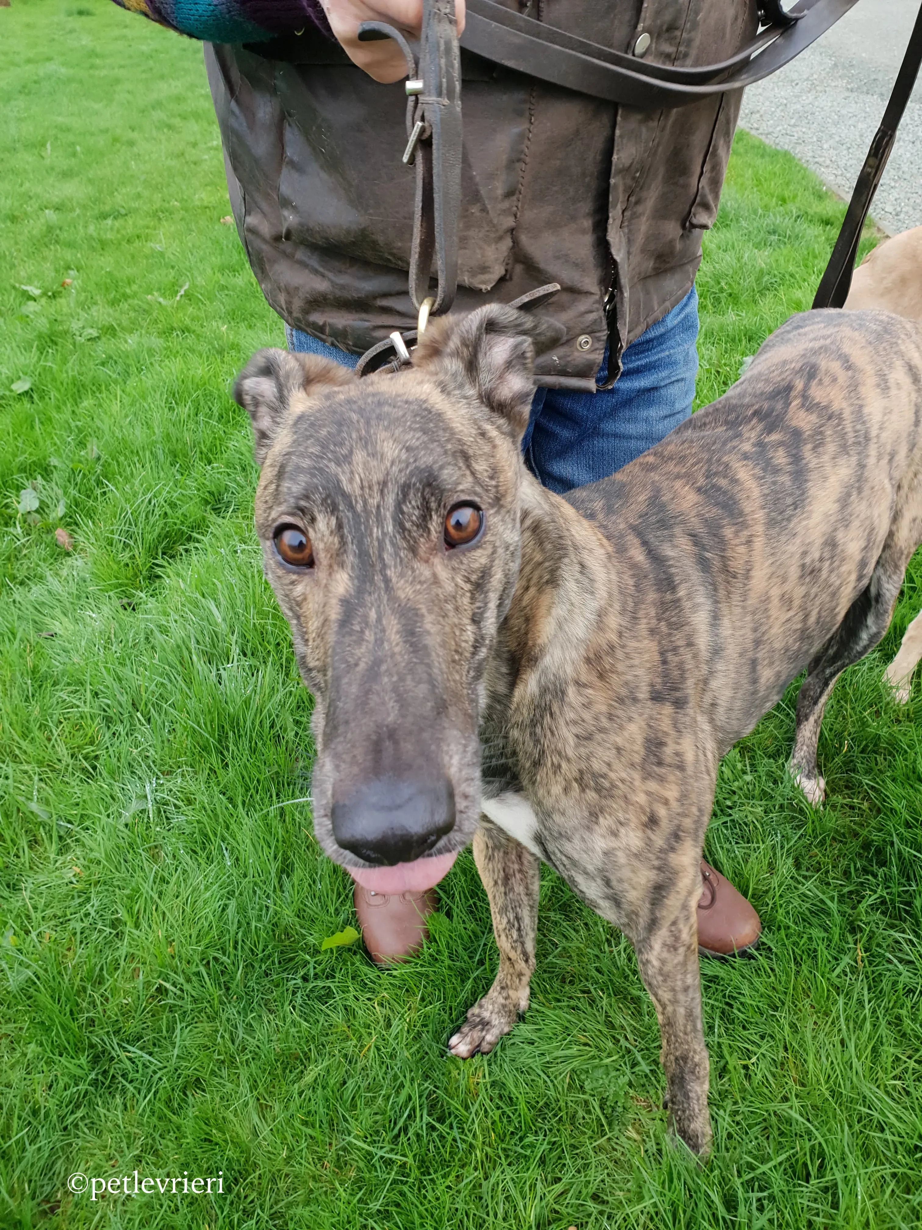 bingo adozione levrieri greyhound 3