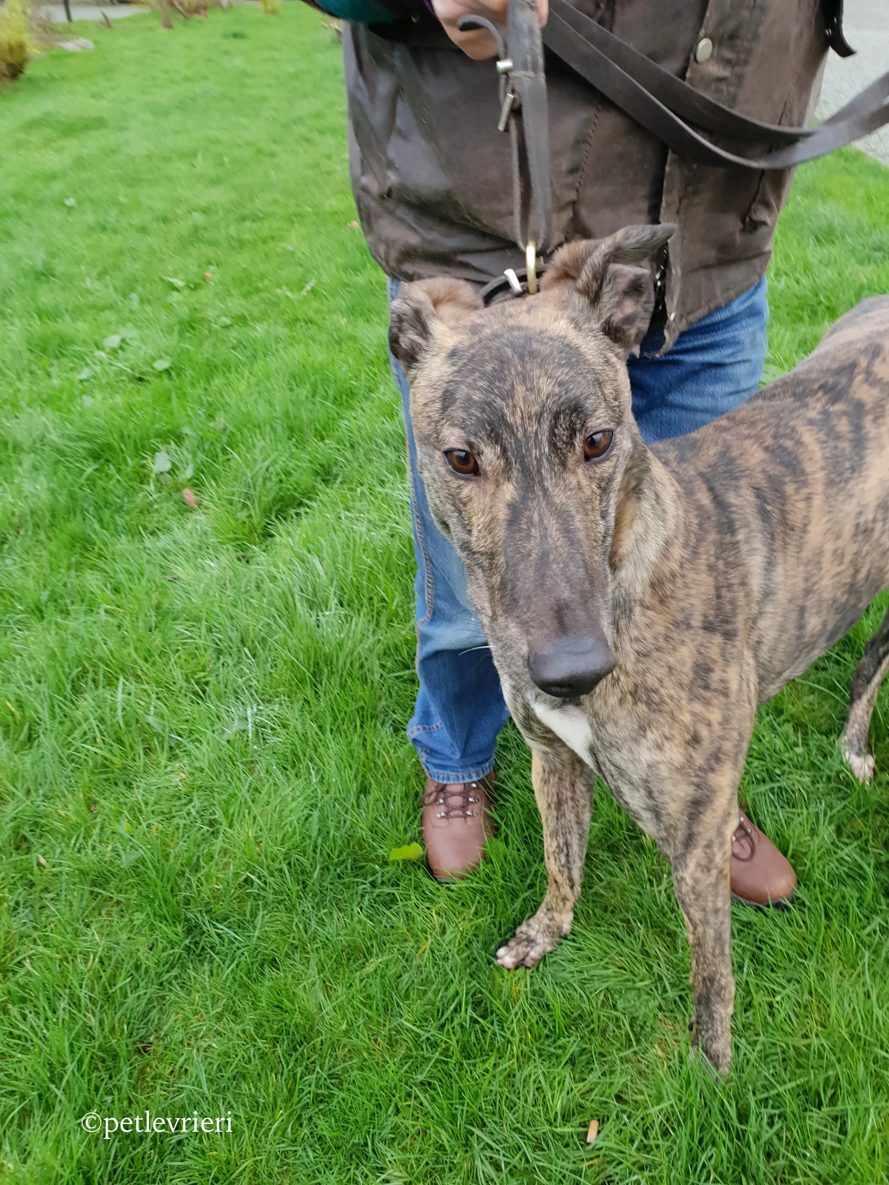 bingo adozione levrieri greyhound 4