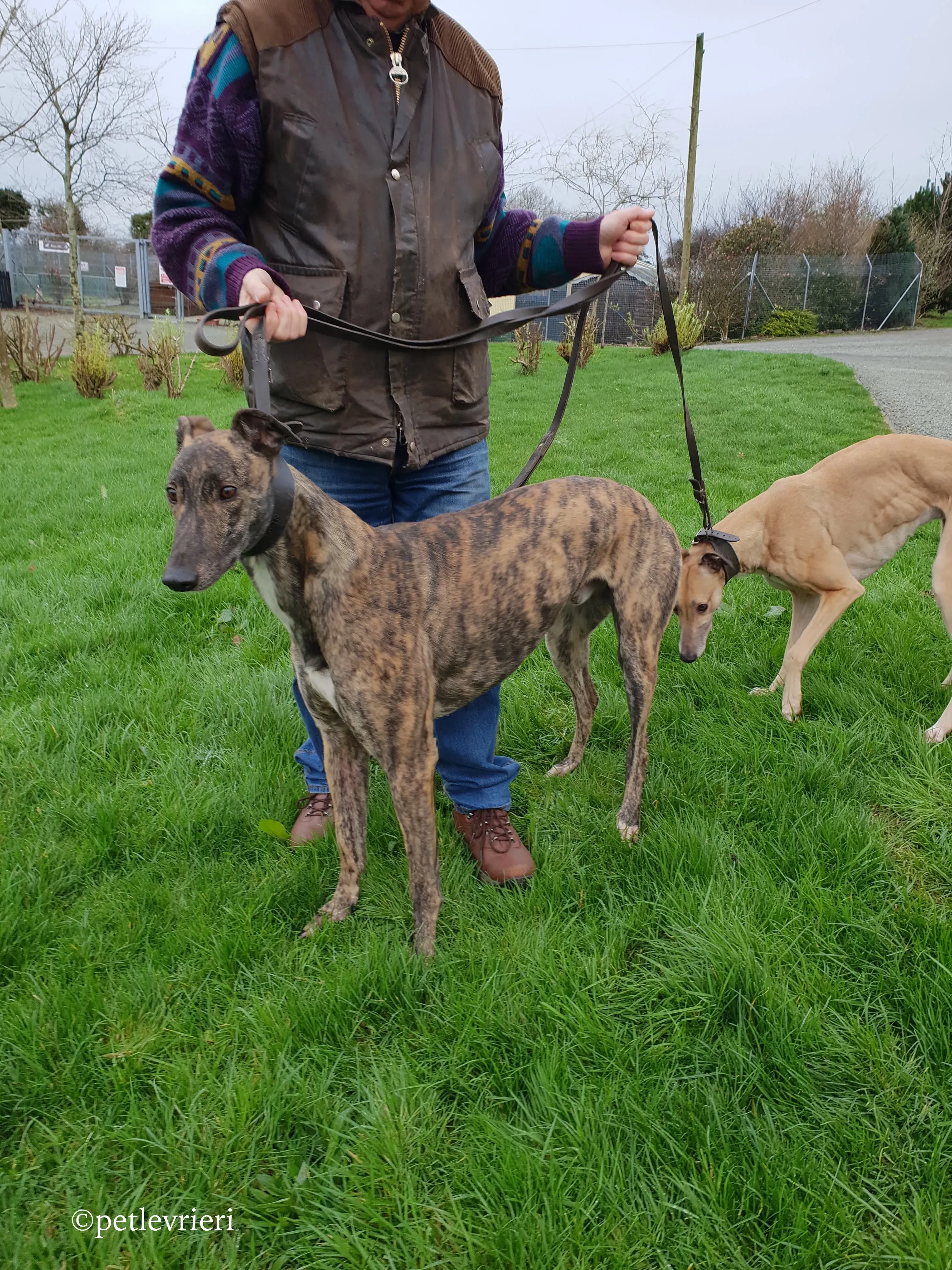 bingo adozione levrieri greyhound 5