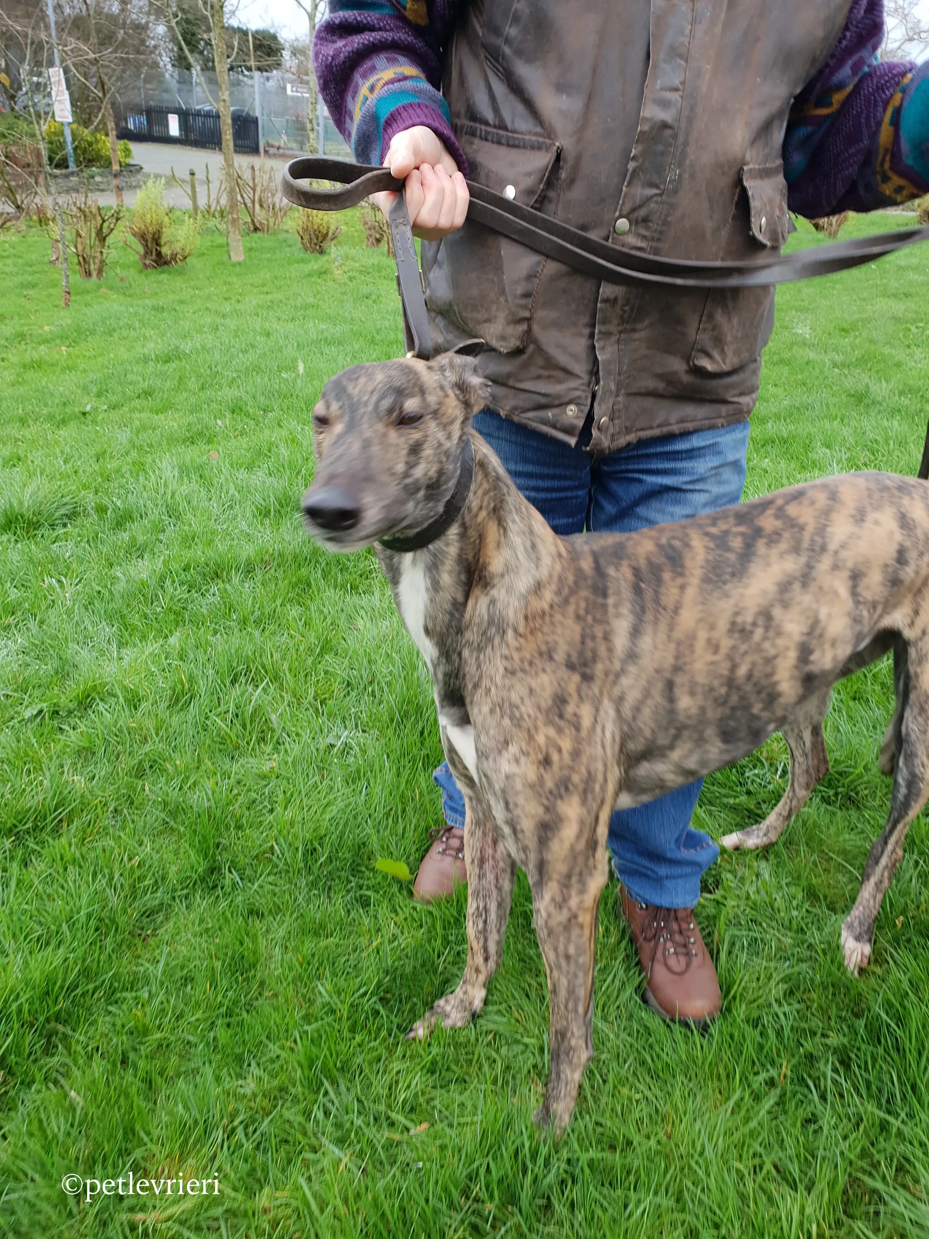 bingo adozione levrieri greyhound 6