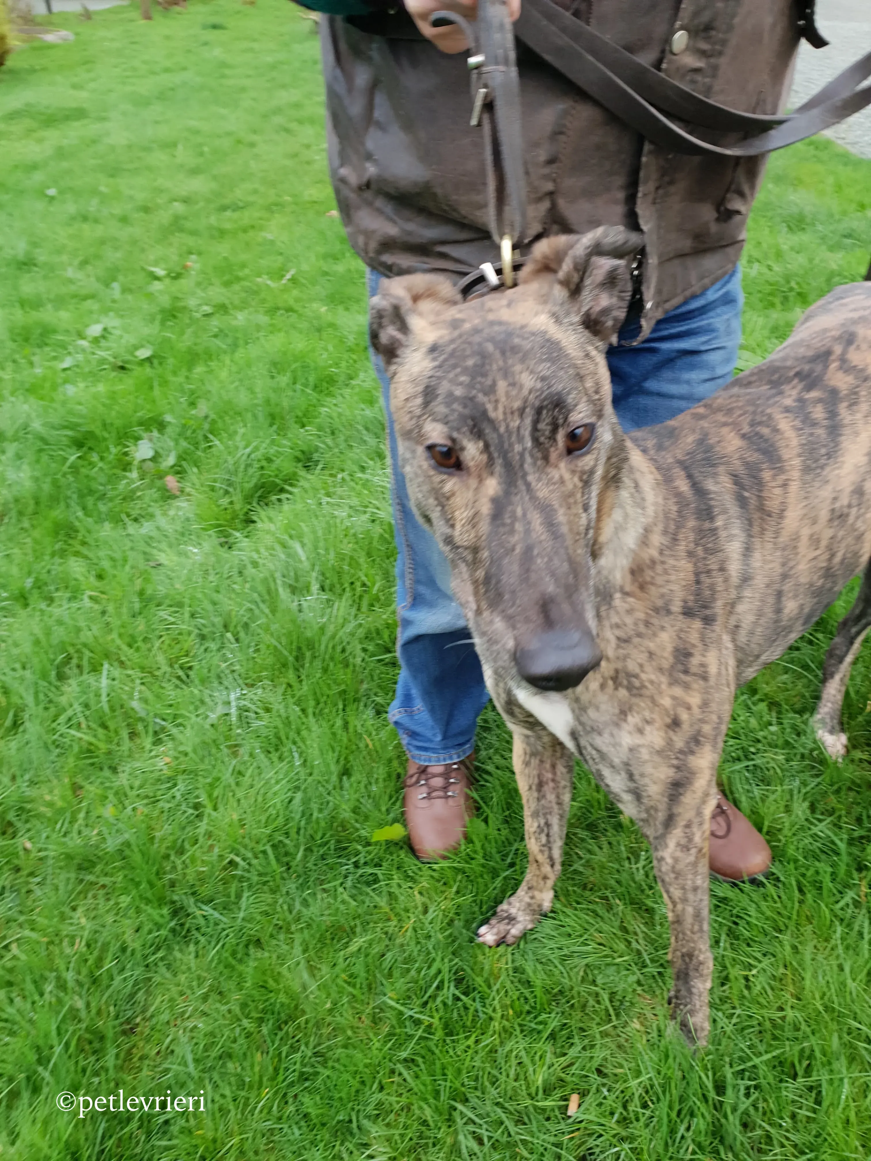 bingo adozione levrieri greyhound 7