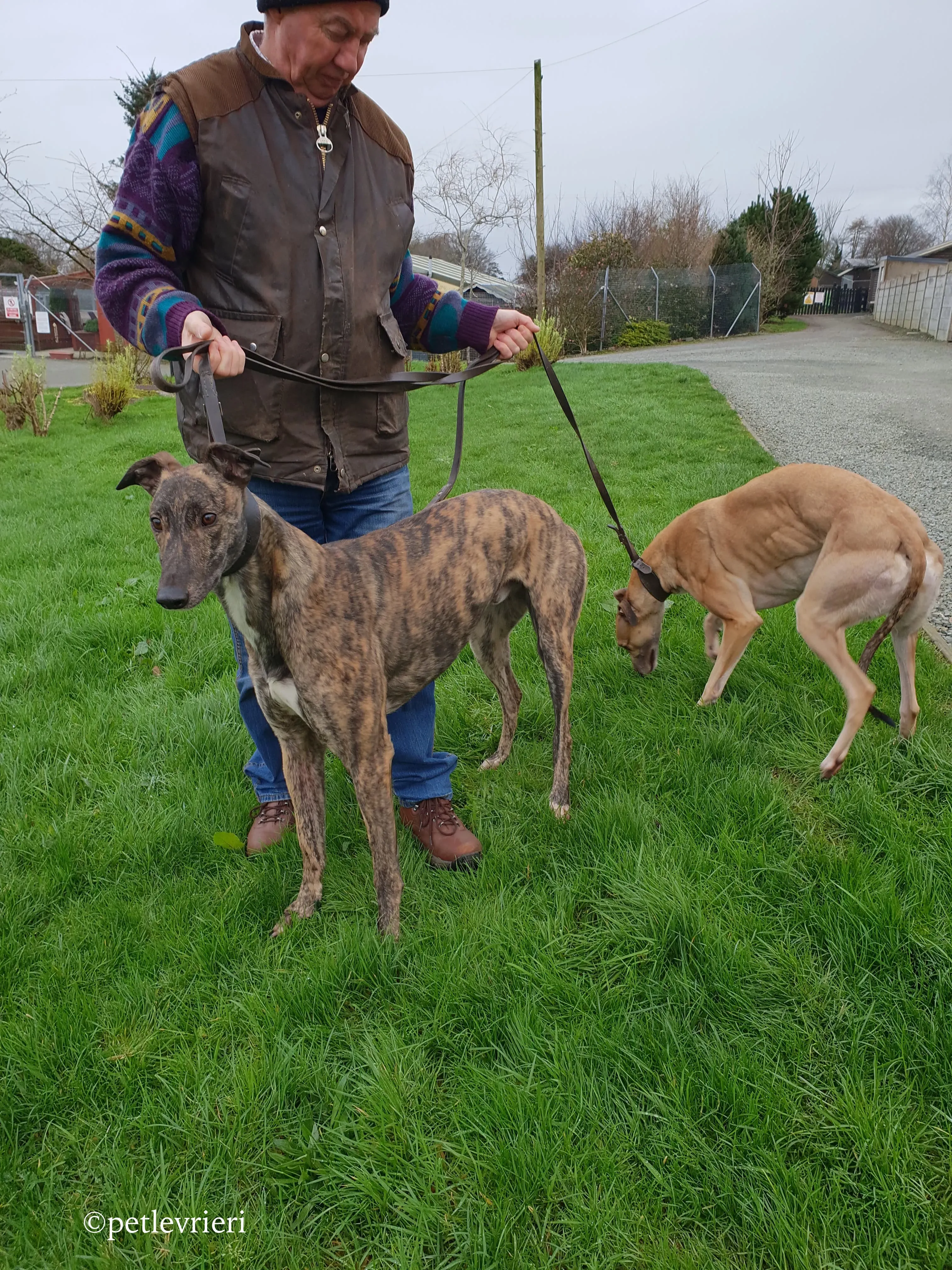 bingo adozione levrieri greyhound 8