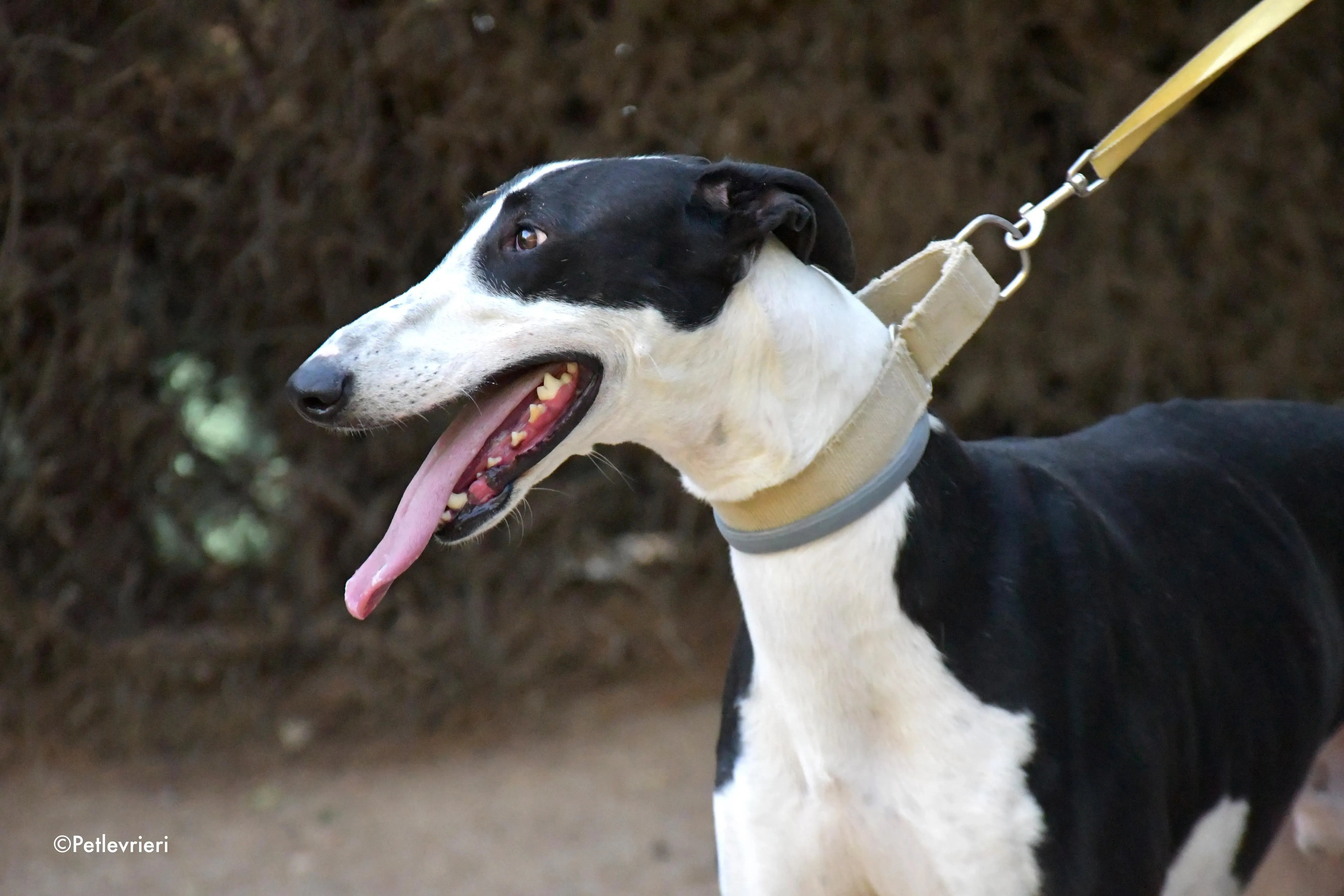 bit adozione levrieri galgo 1