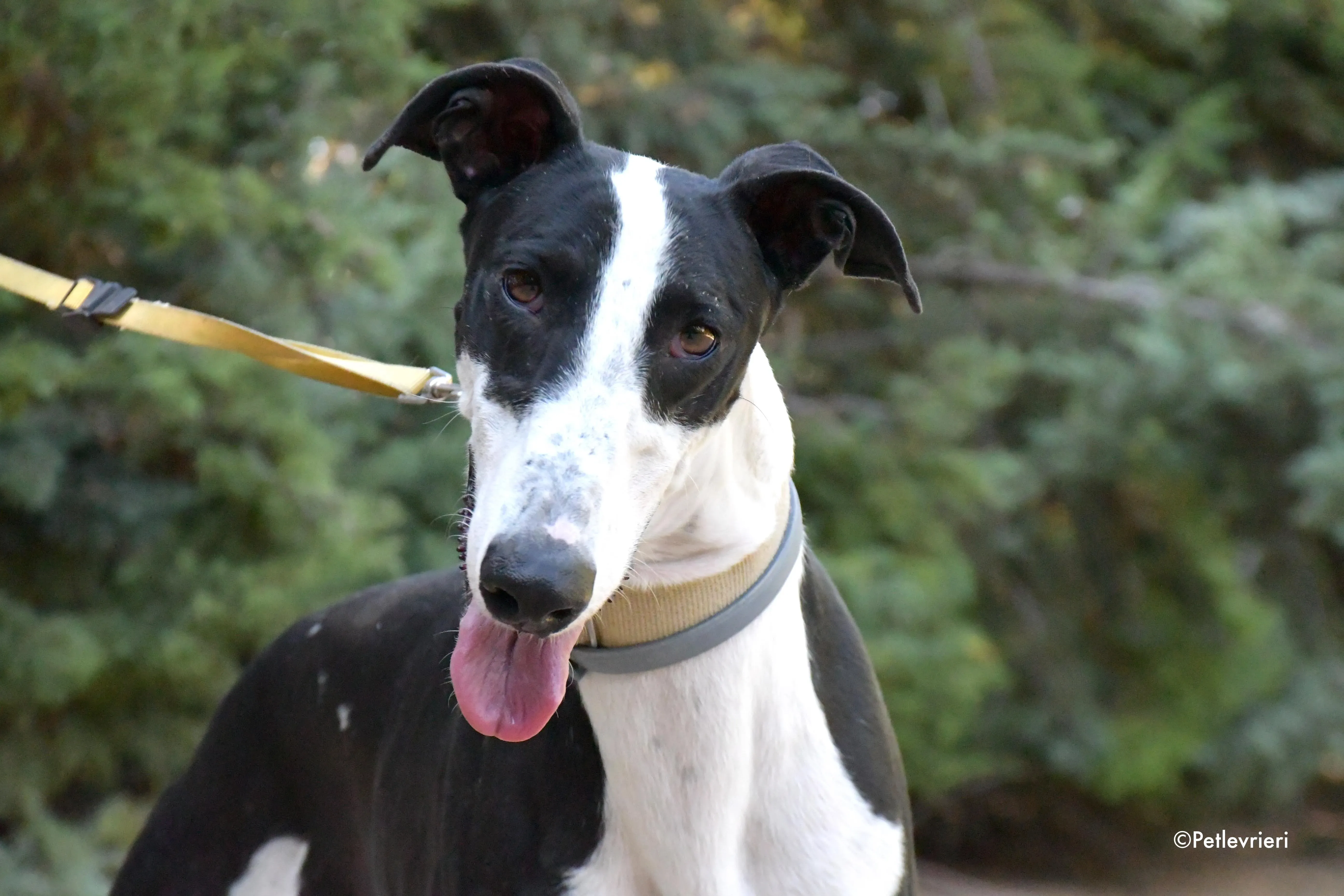 bit adozione levrieri galgo 10