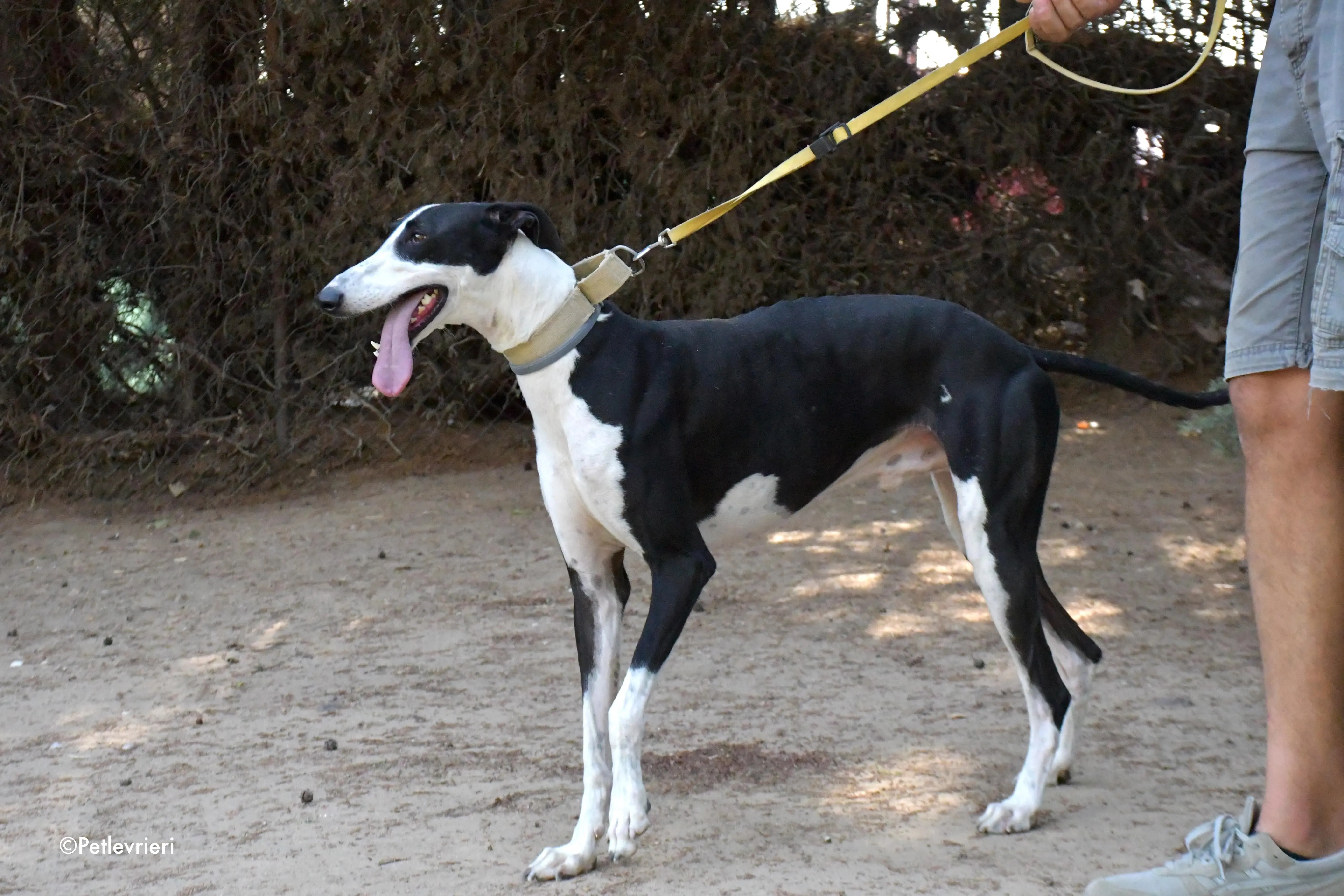 bit adozione levrieri galgo 2