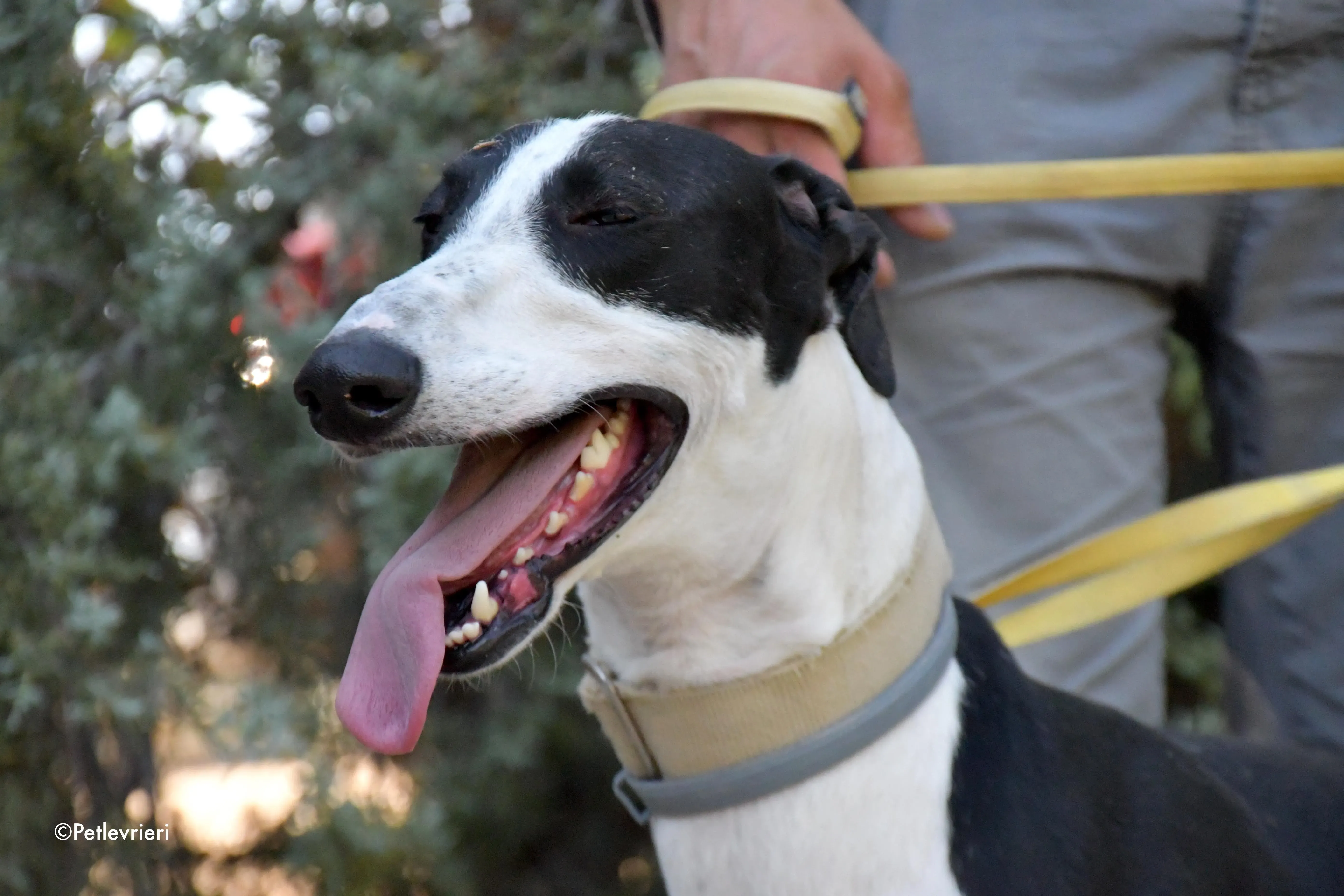 bit adozione levrieri galgo 3