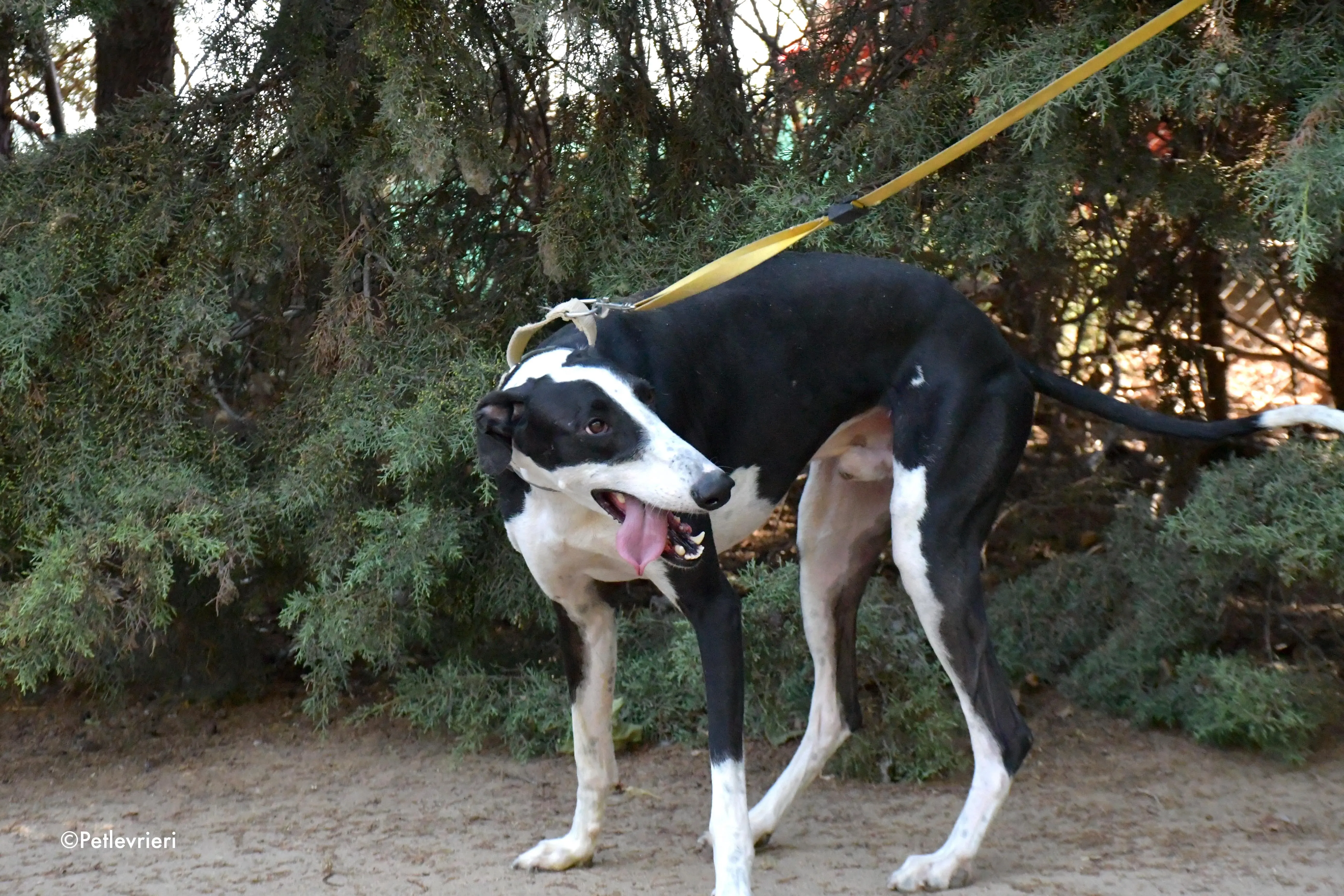 bit adozione levrieri galgo 4
