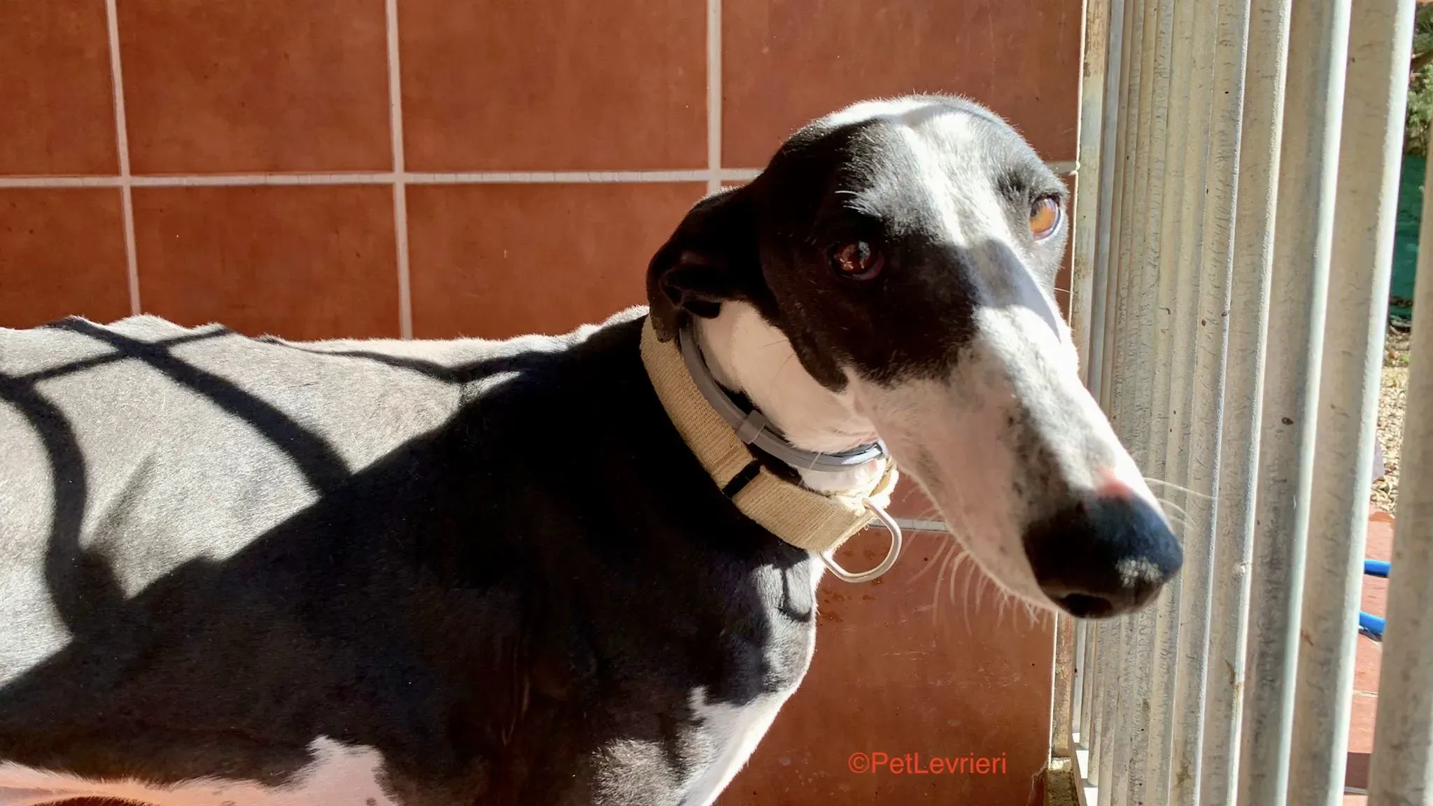 bit adozione levrieri galgo 5