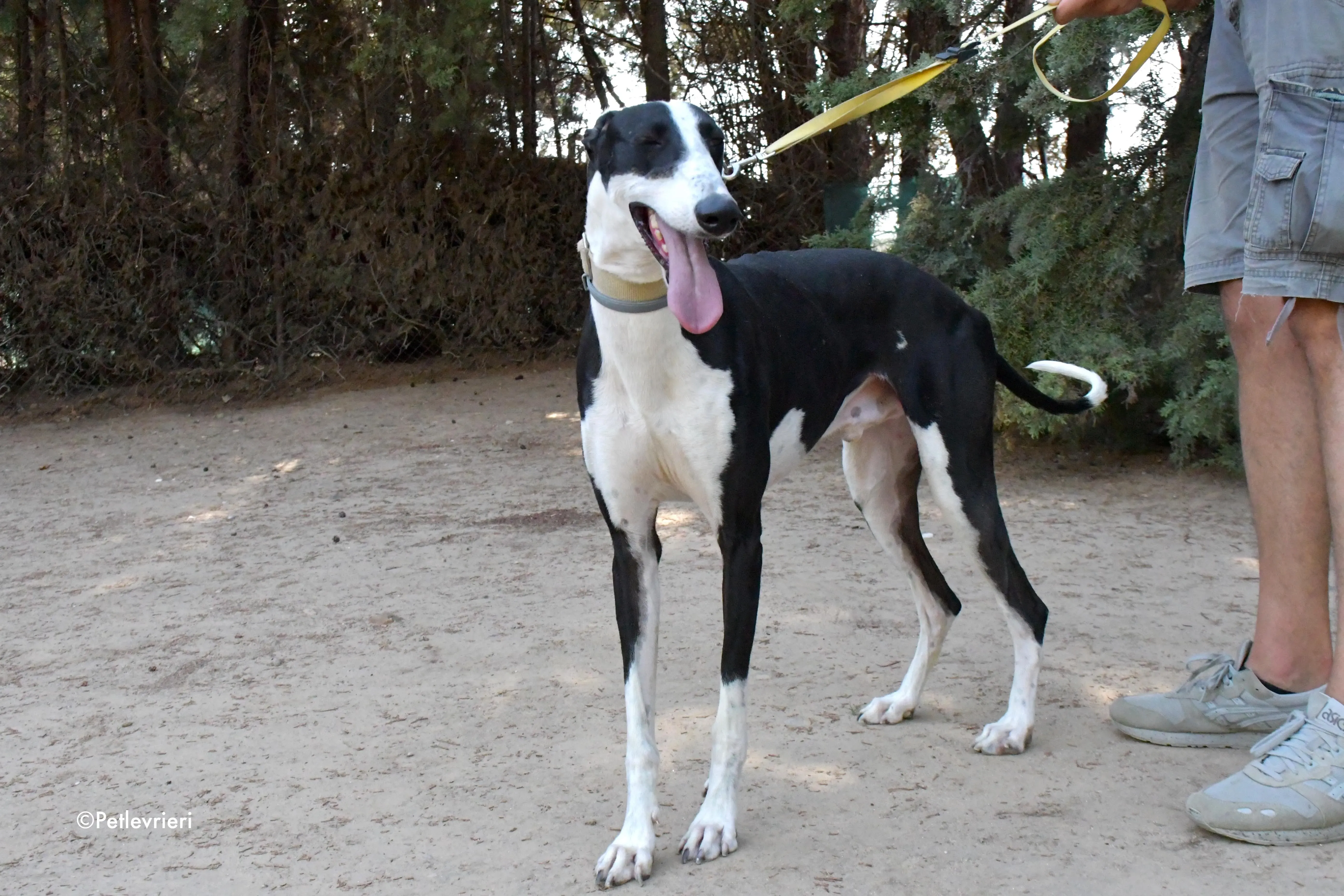 bit adozione levrieri galgo 6