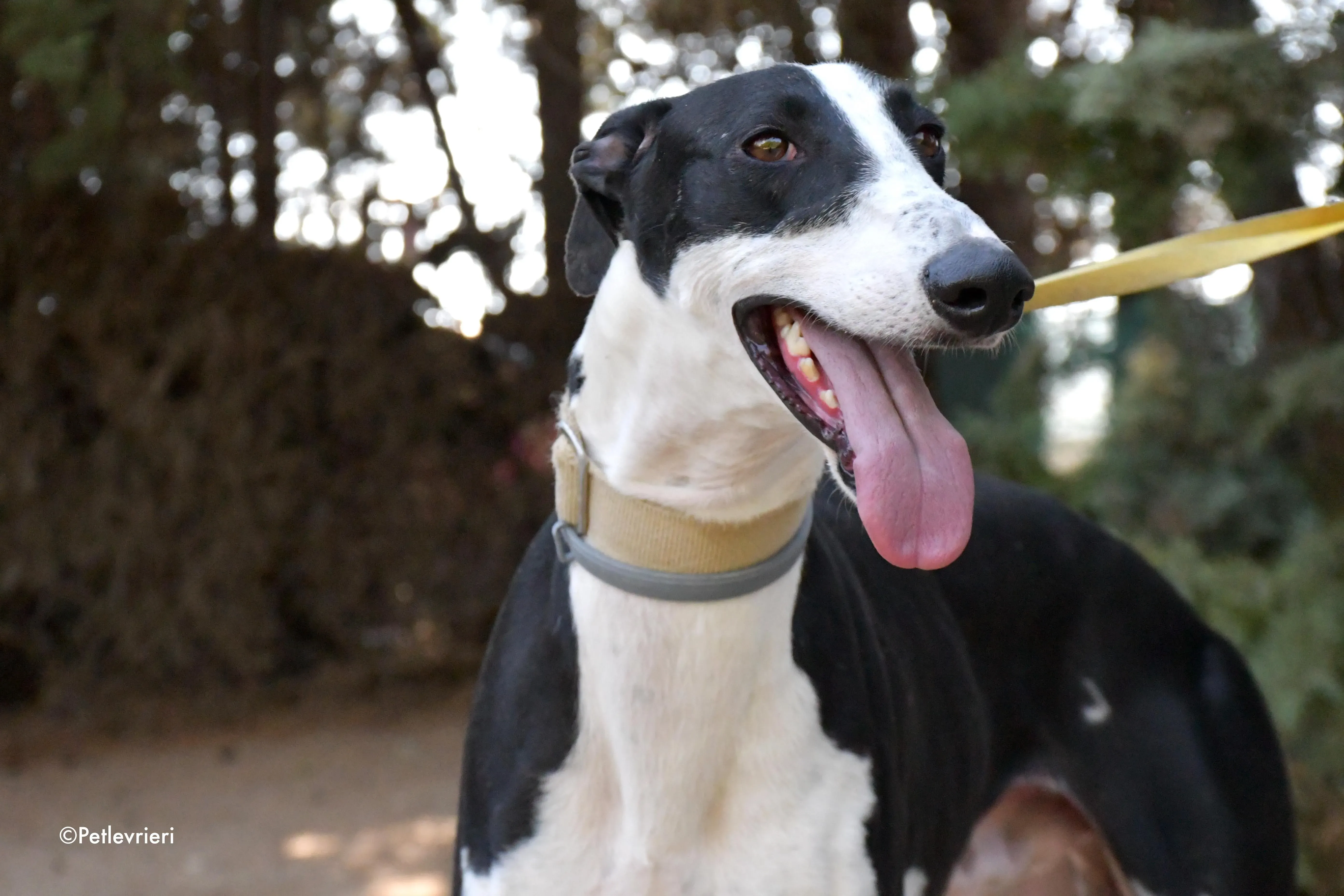 bit adozione levrieri galgo 7