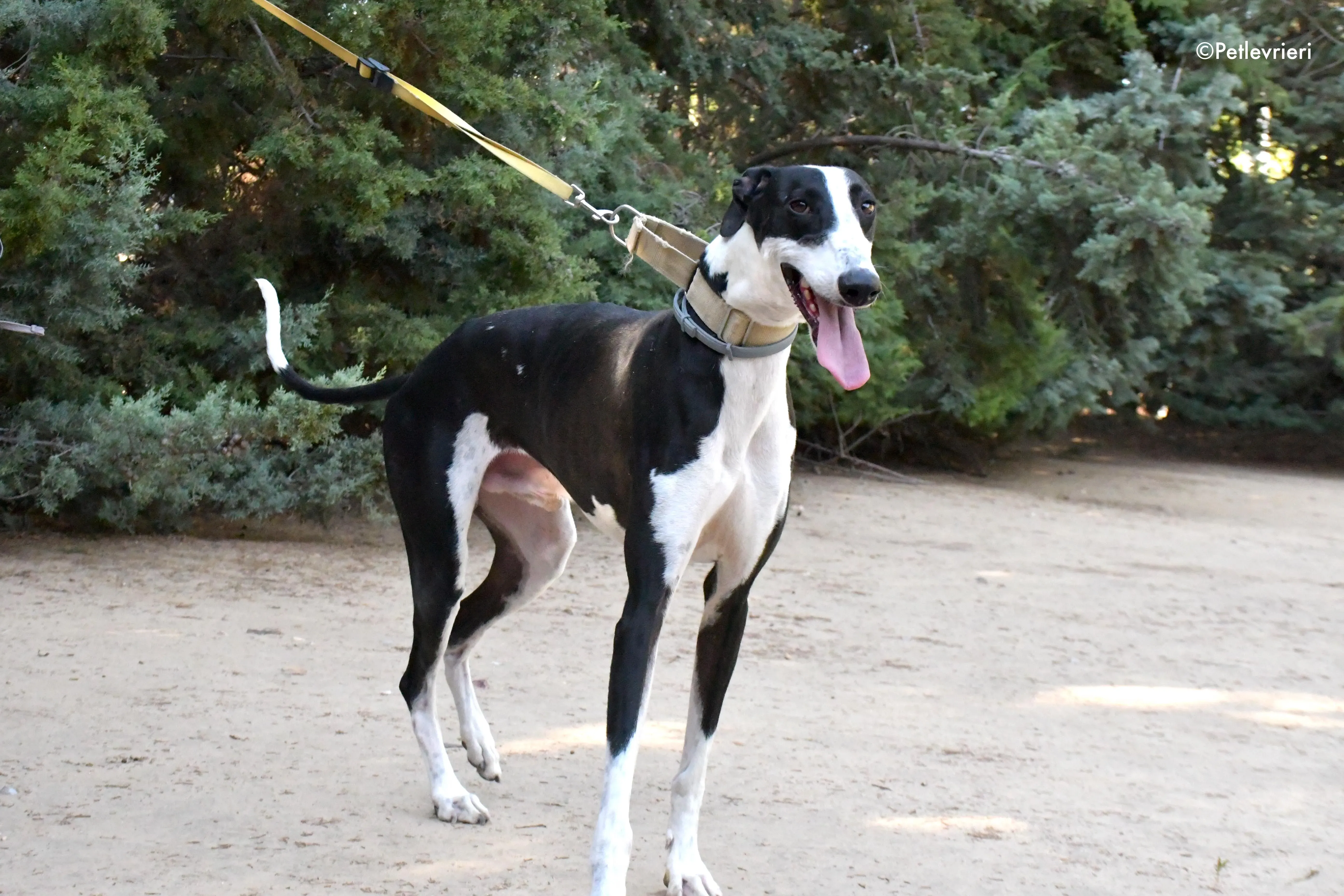 bit adozione levrieri galgo 8