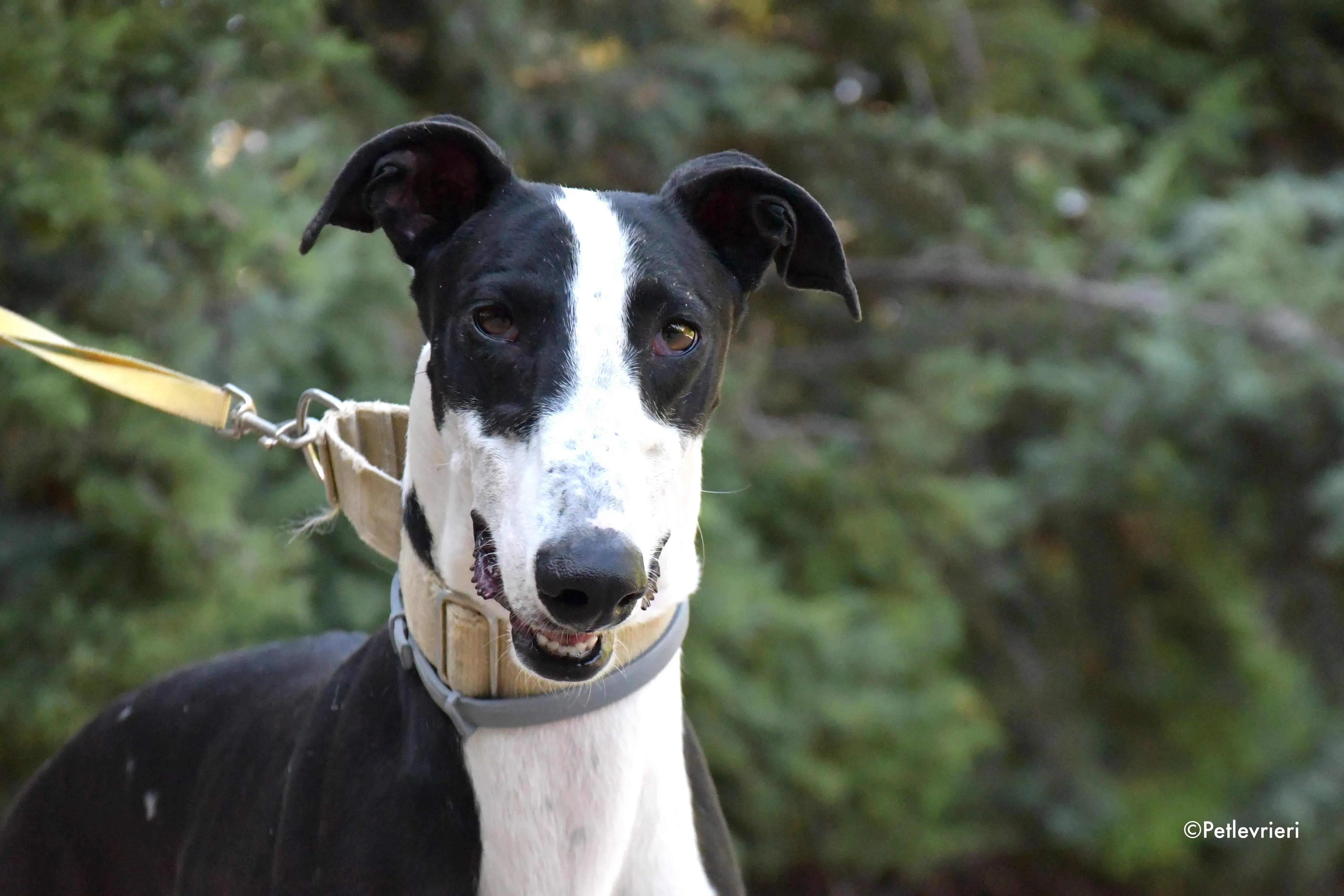 bit adozione levrieri galgo 9