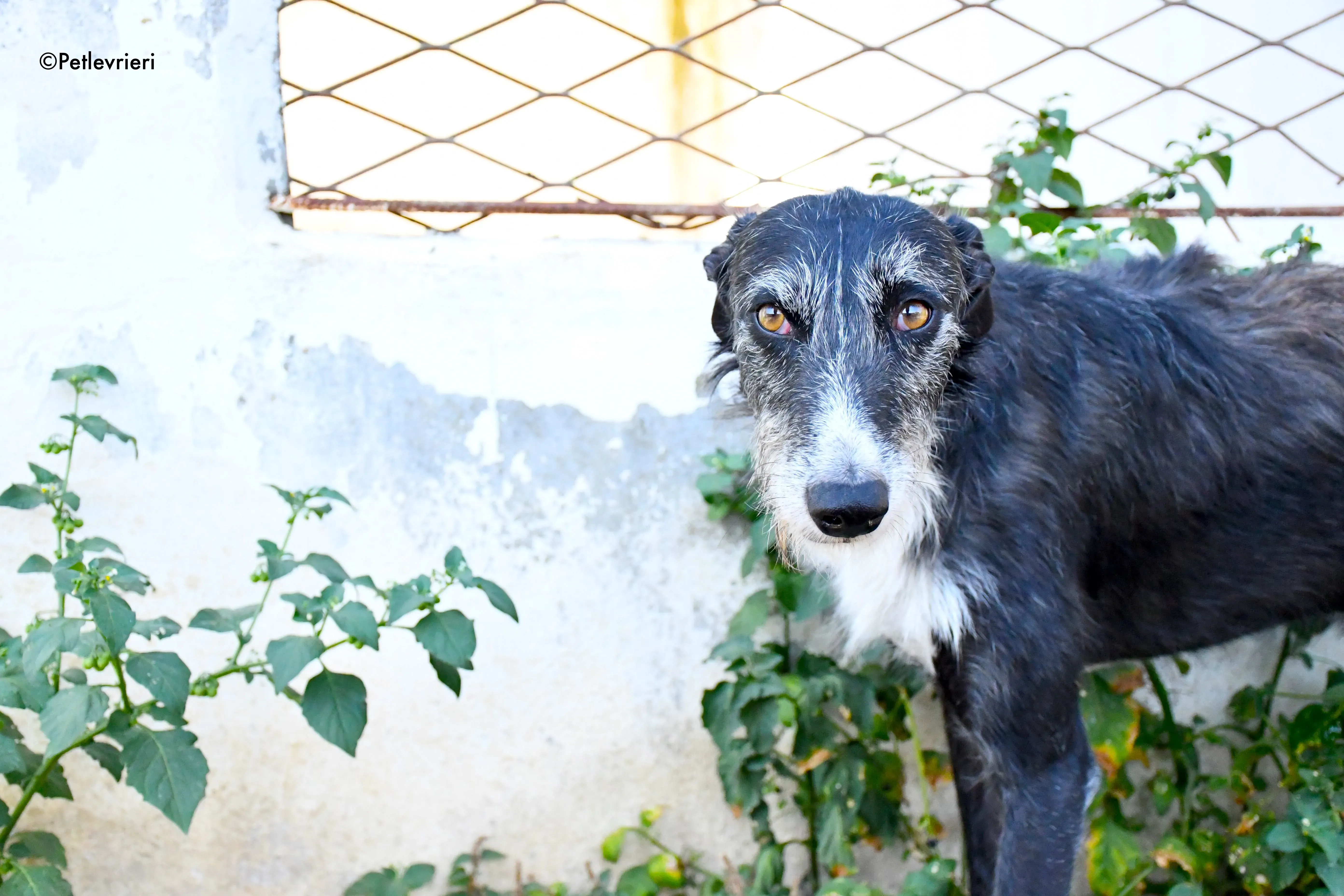 black adozione levrieri galgo 1 1