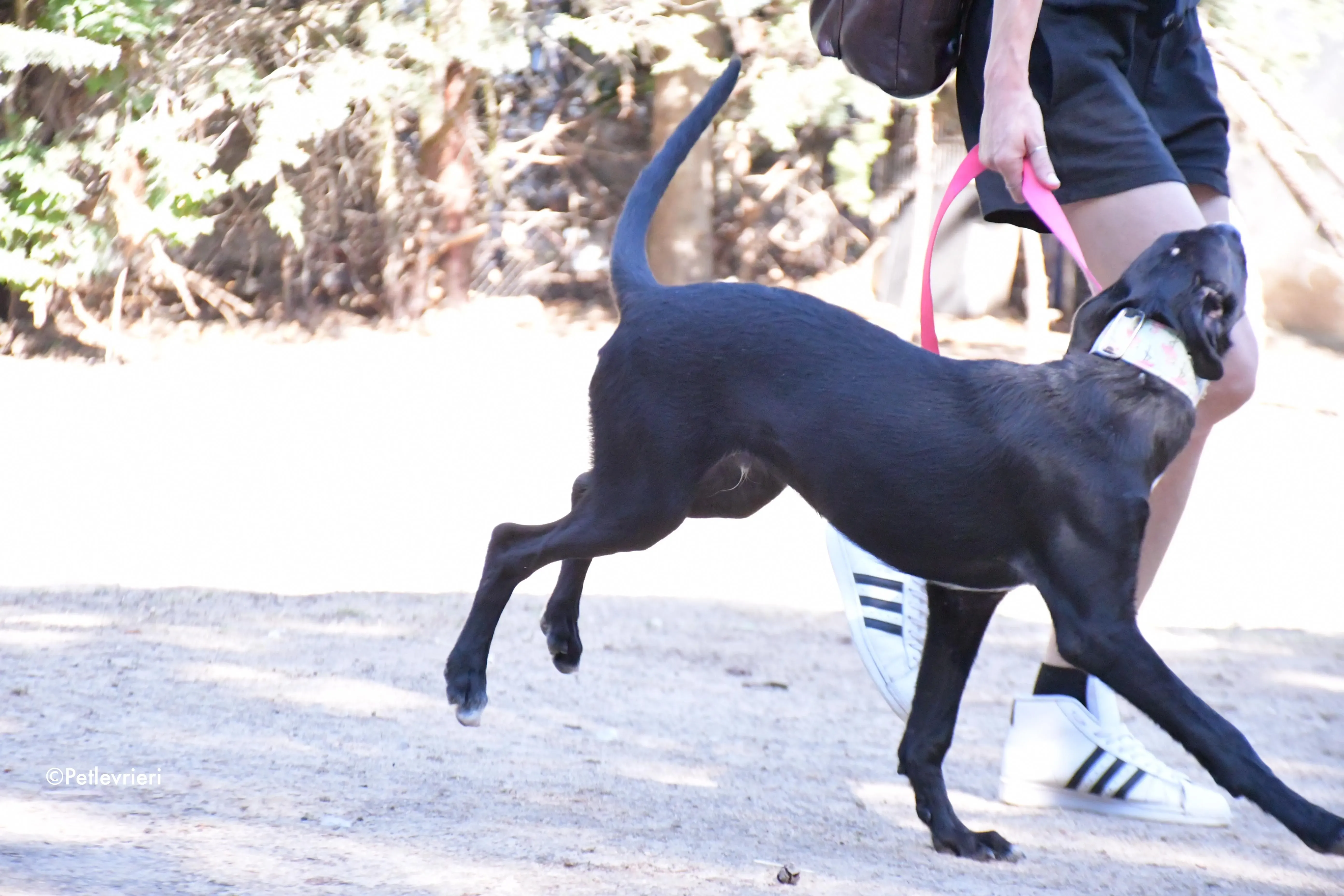 black adozione levrieri galgo 1