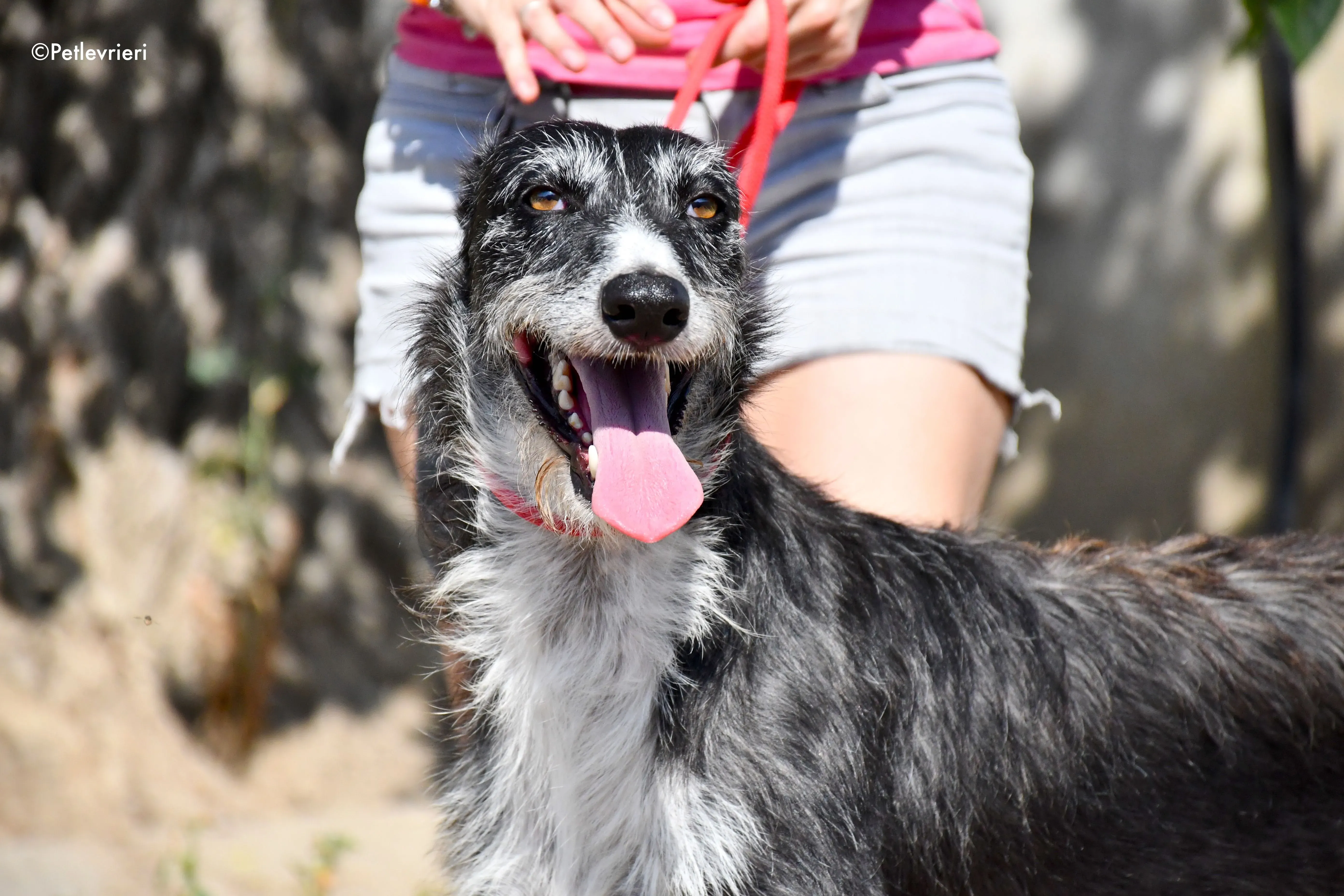 black adozione levrieri galgo 10 1