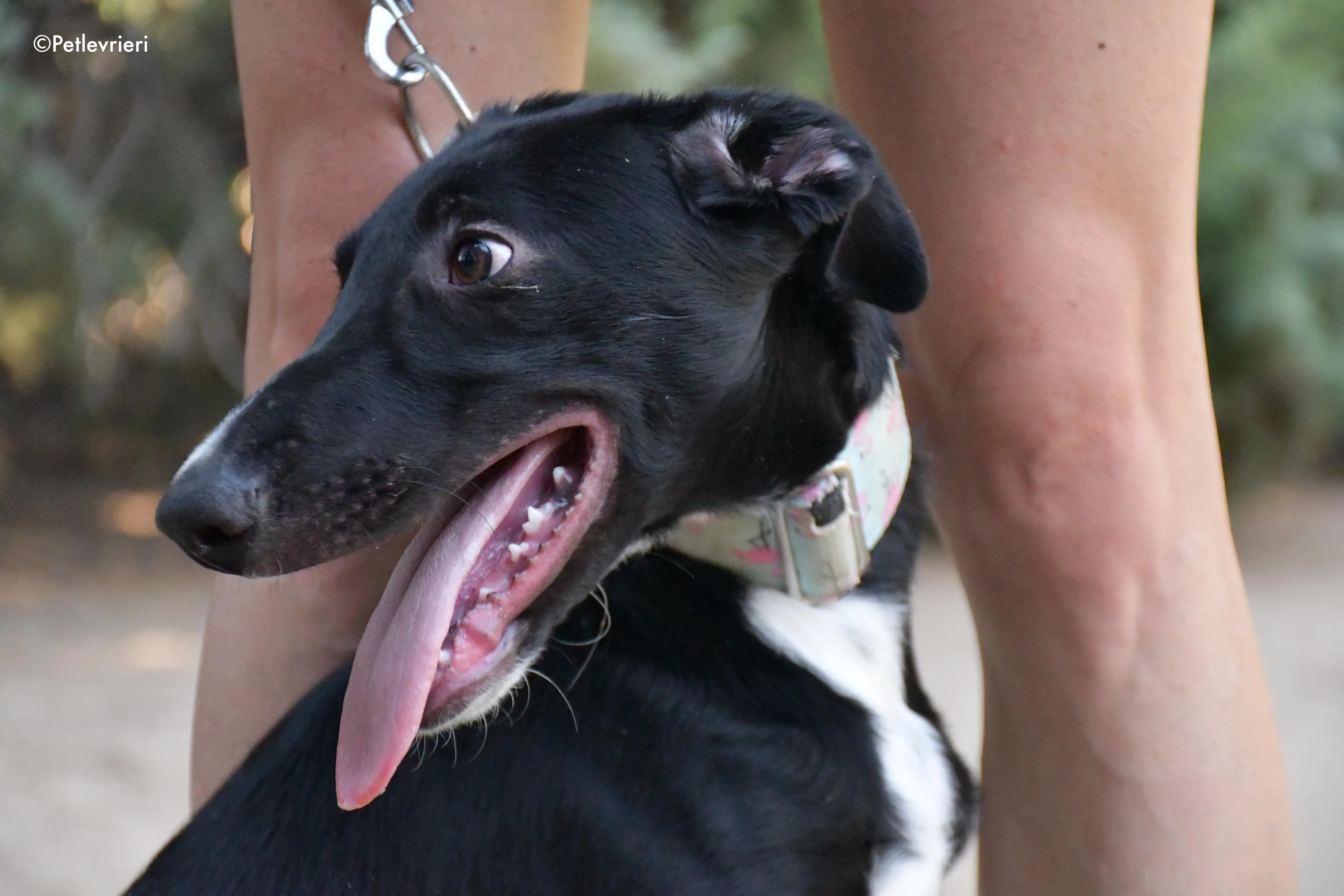 black adozione levrieri galgo 10