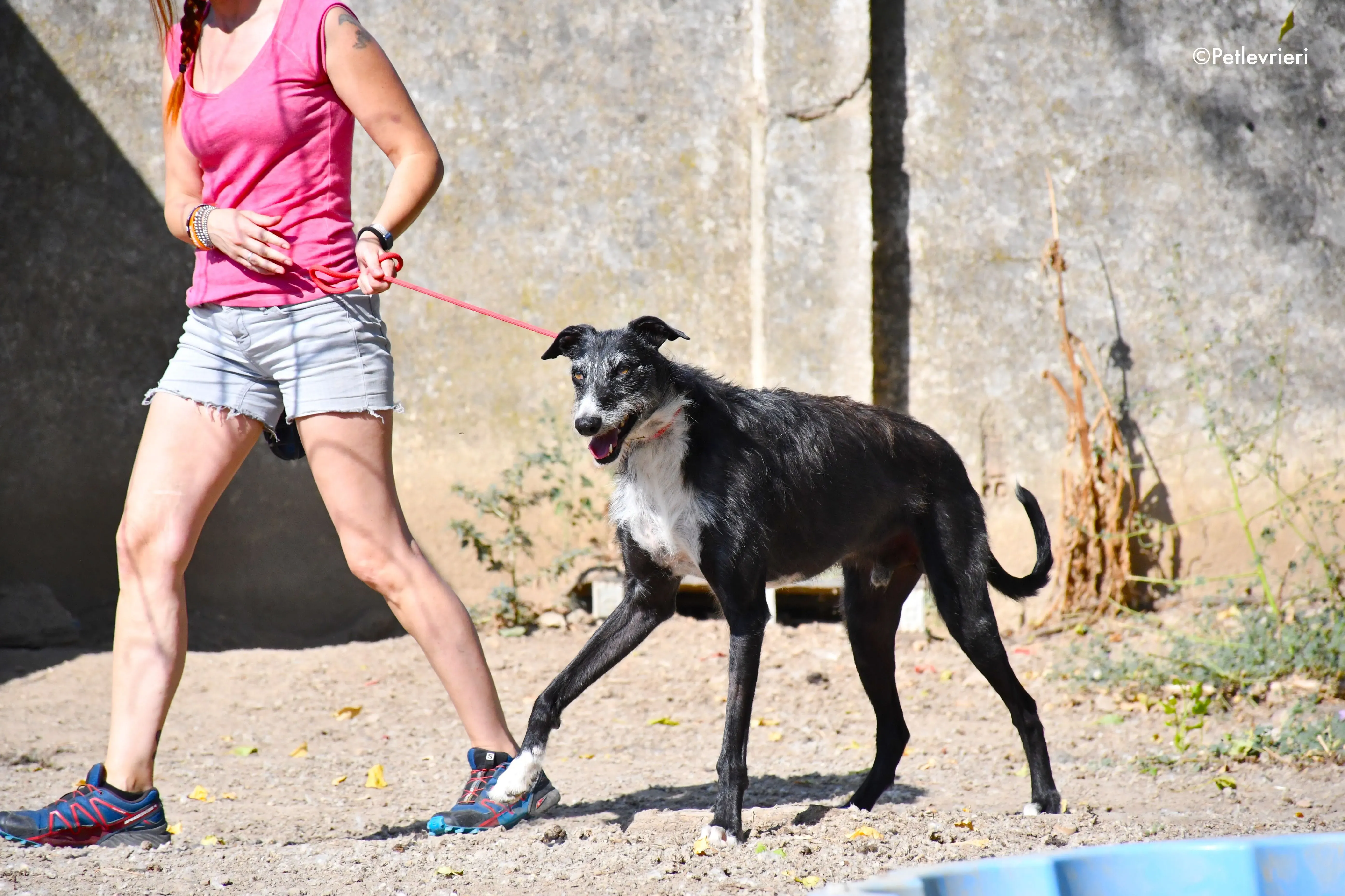 black adozione levrieri galgo 11 1