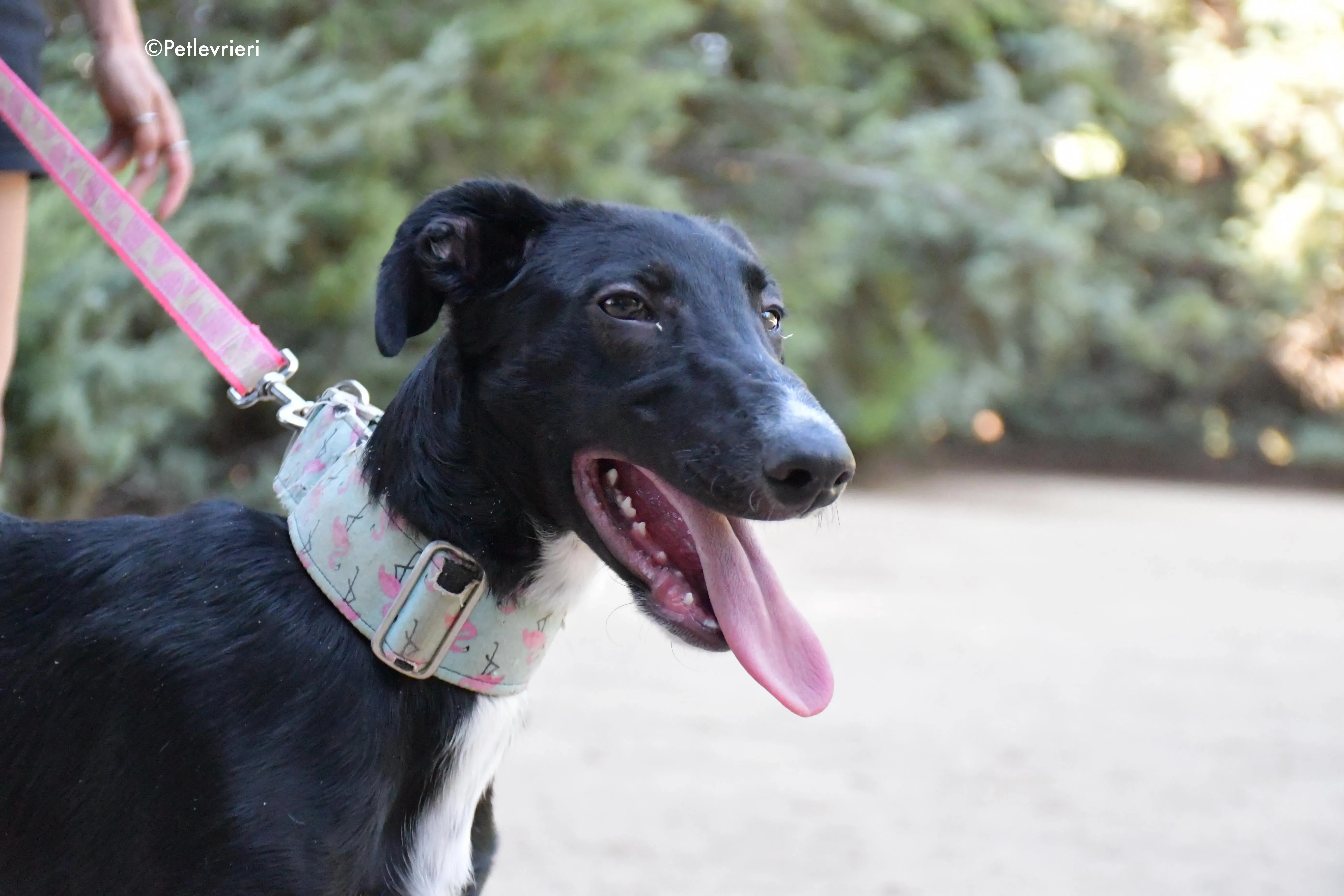 black adozione levrieri galgo 11