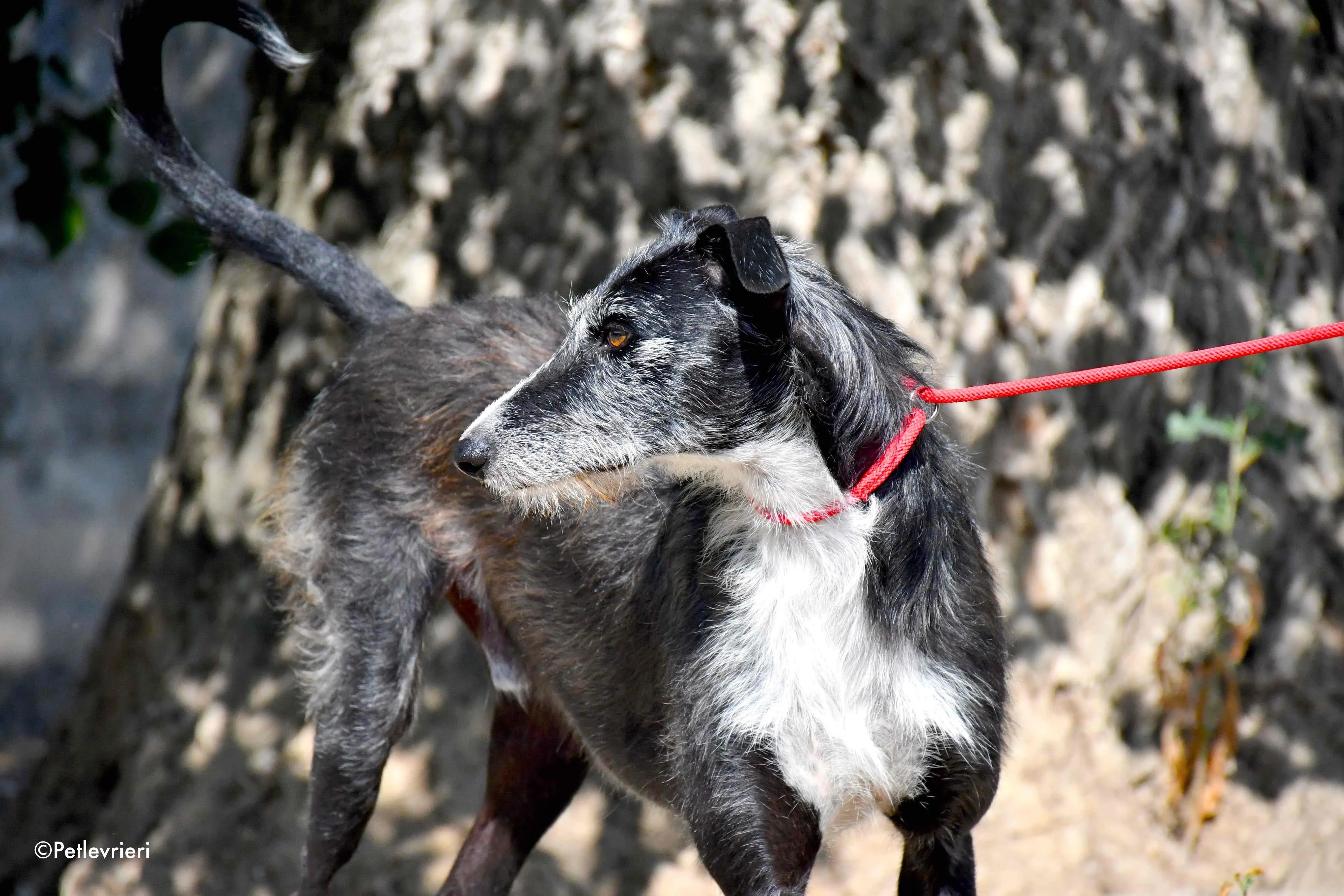 black adozione levrieri galgo 12 1