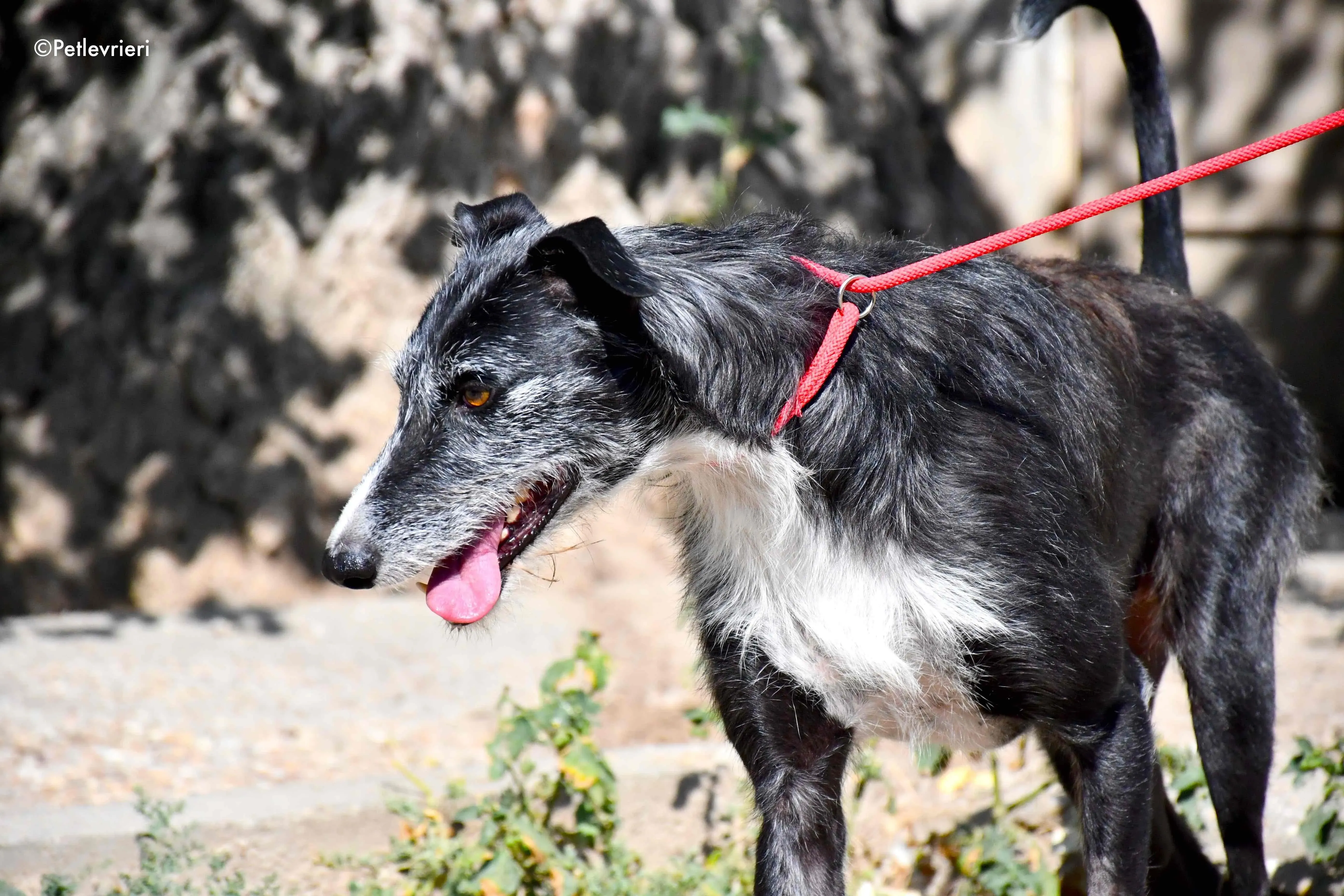black adozione levrieri galgo 13