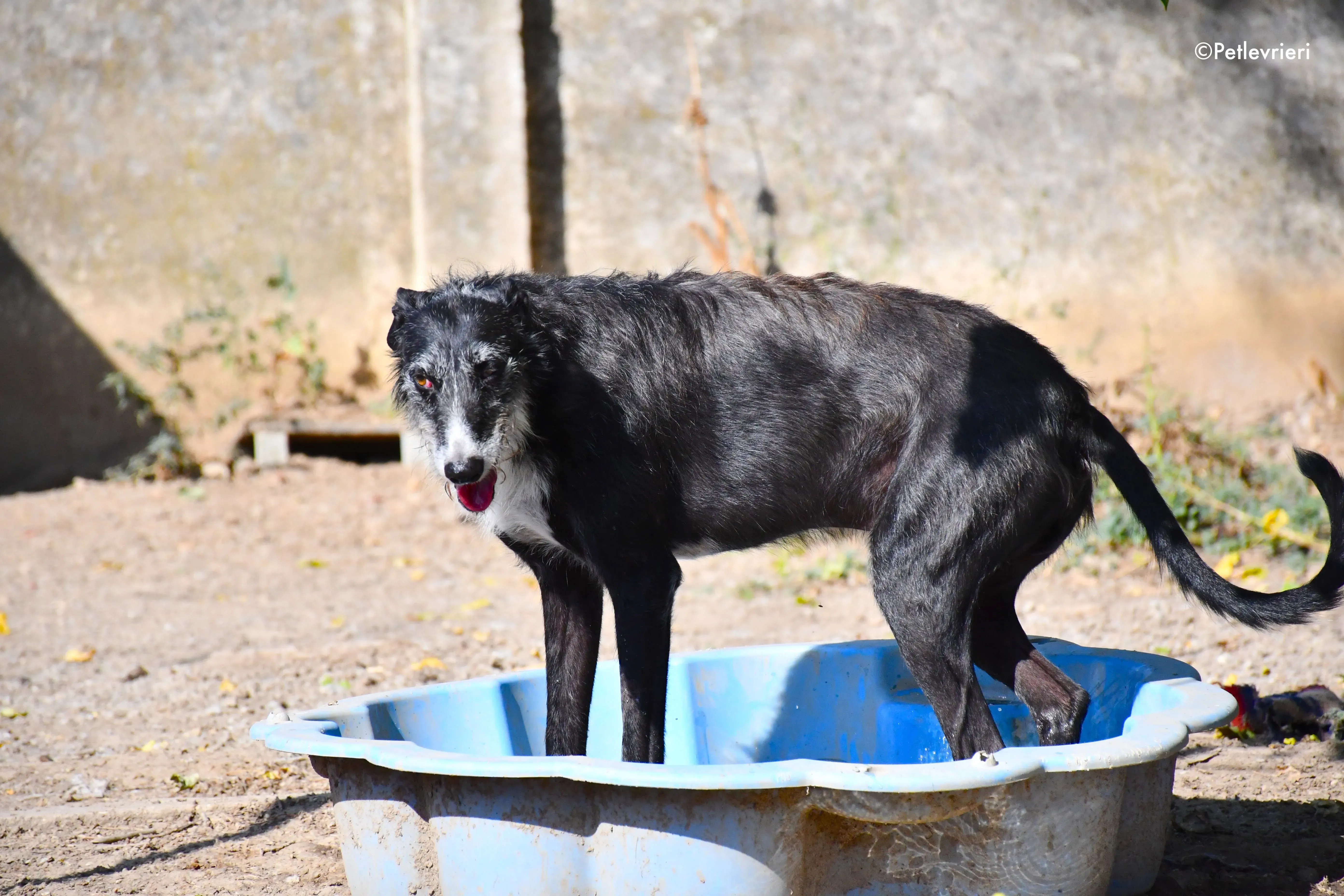 black adozione levrieri galgo 14 1