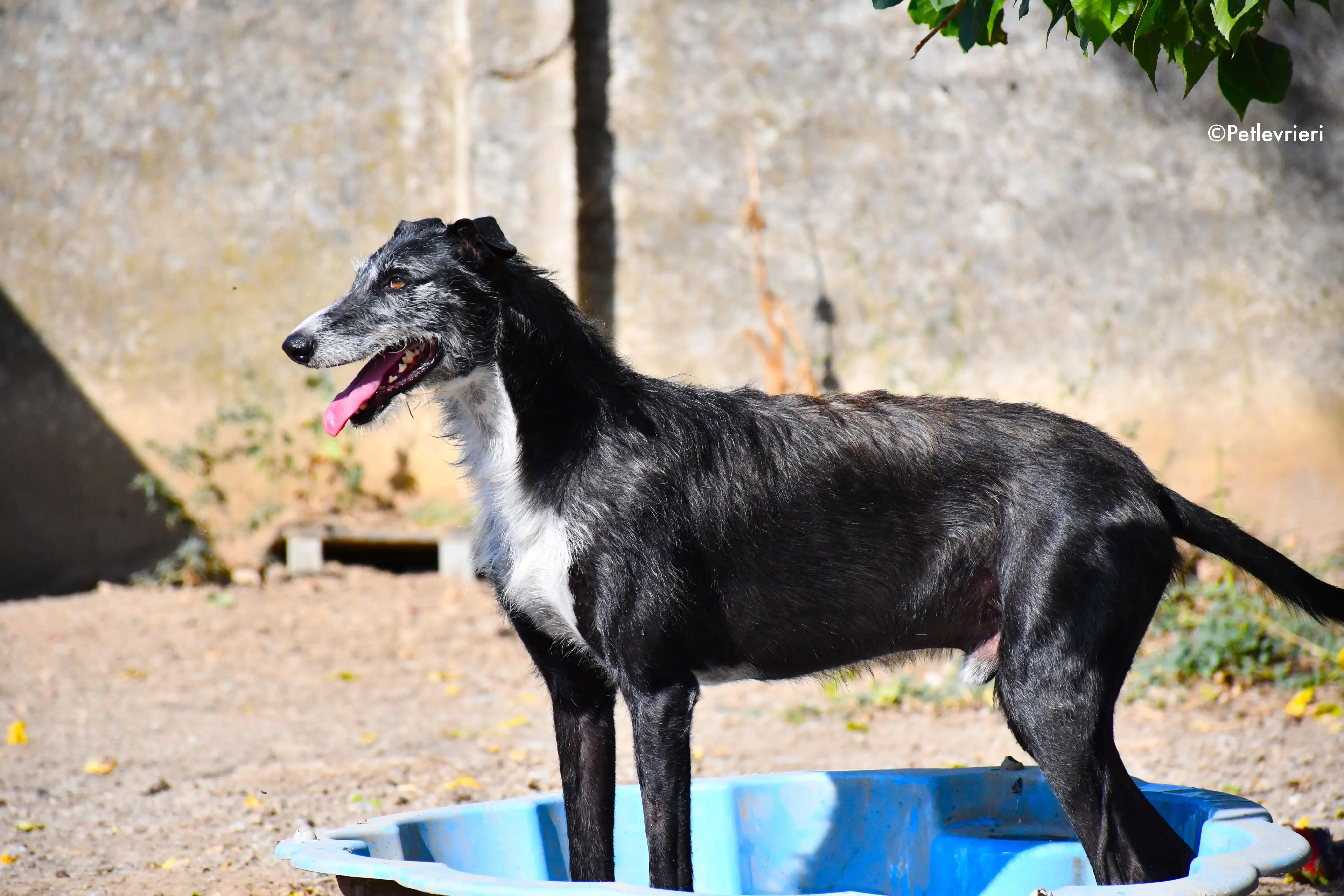 black adozione levrieri galgo 15 1