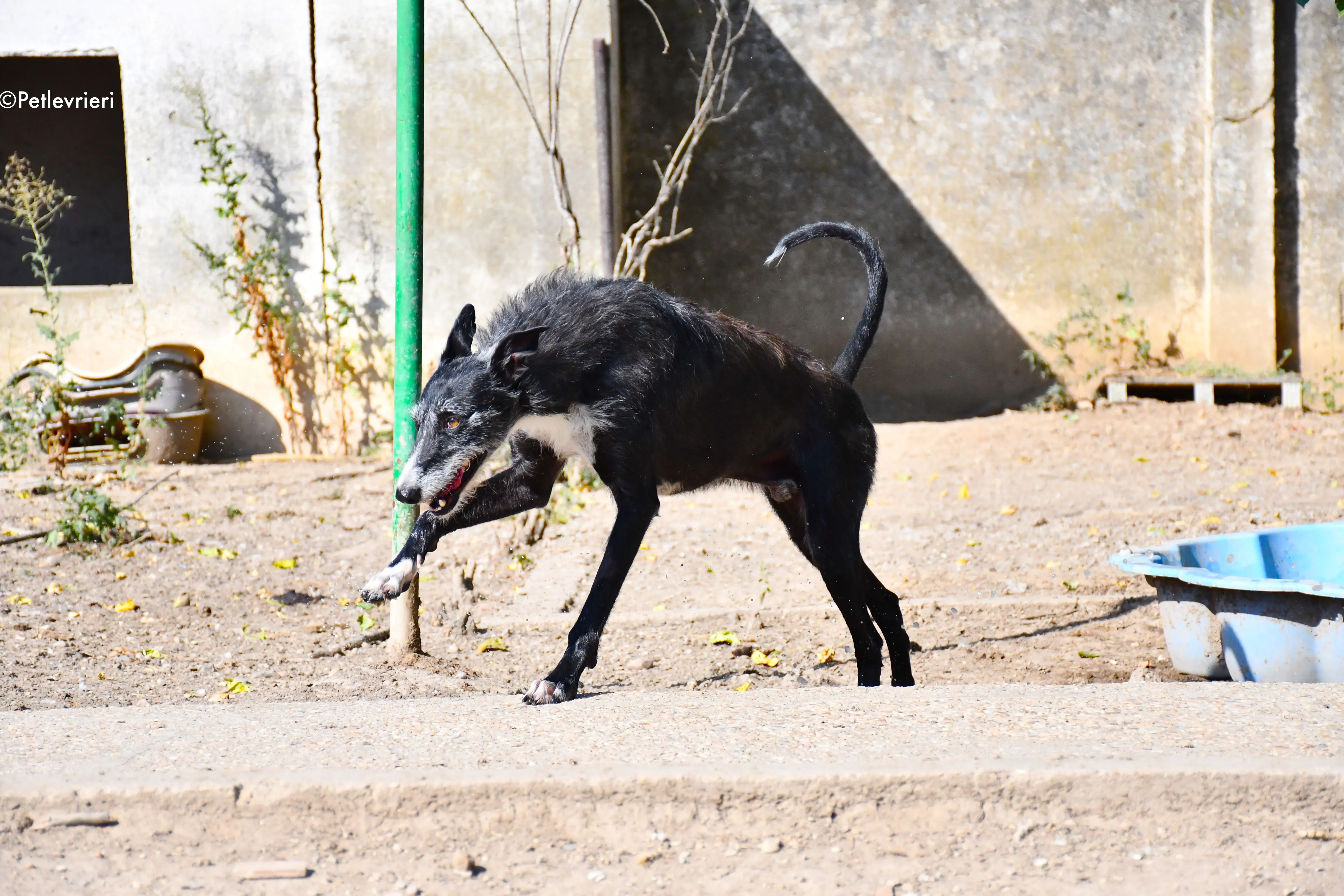 black adozione levrieri galgo 16 1