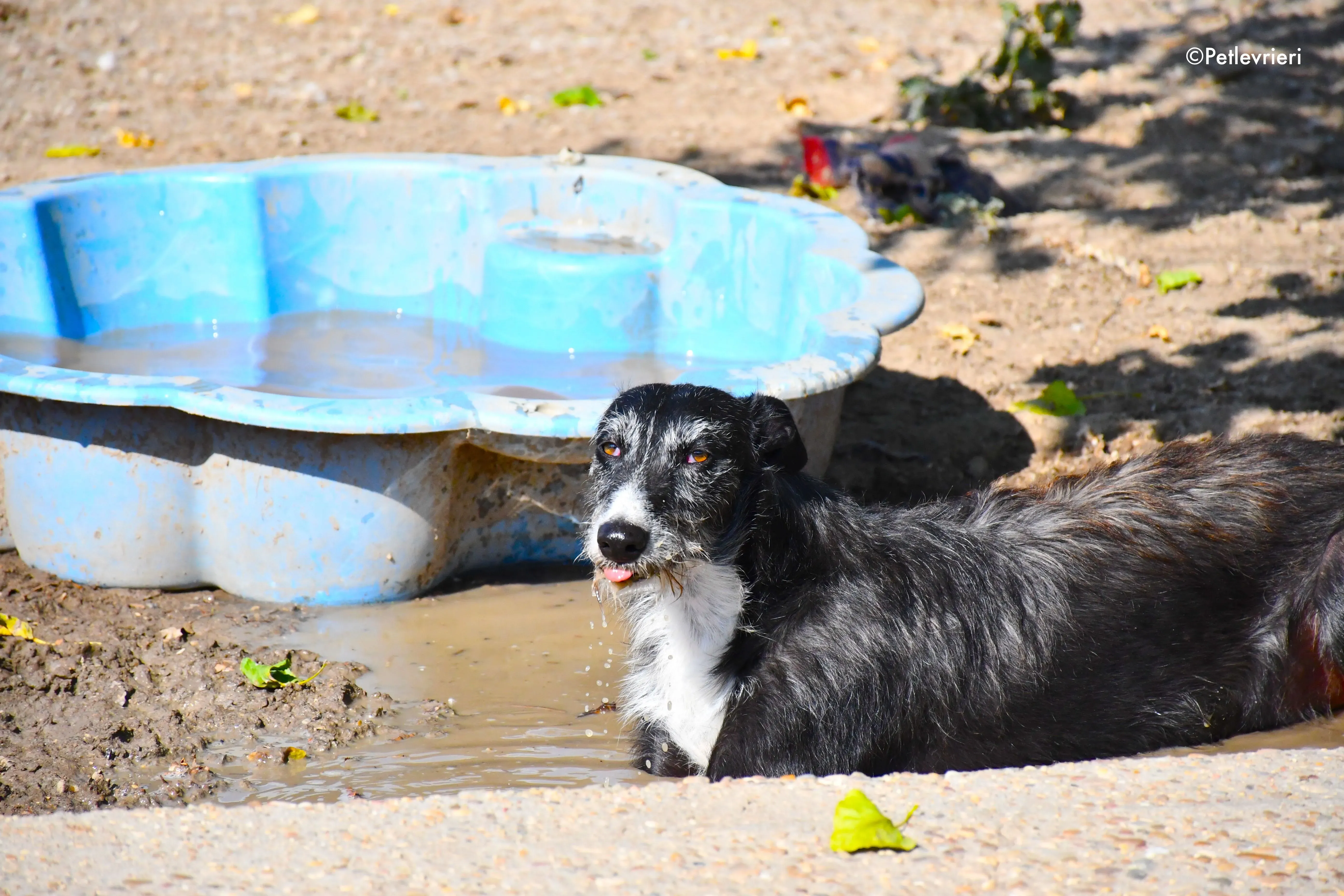 black adozione levrieri galgo 17 1