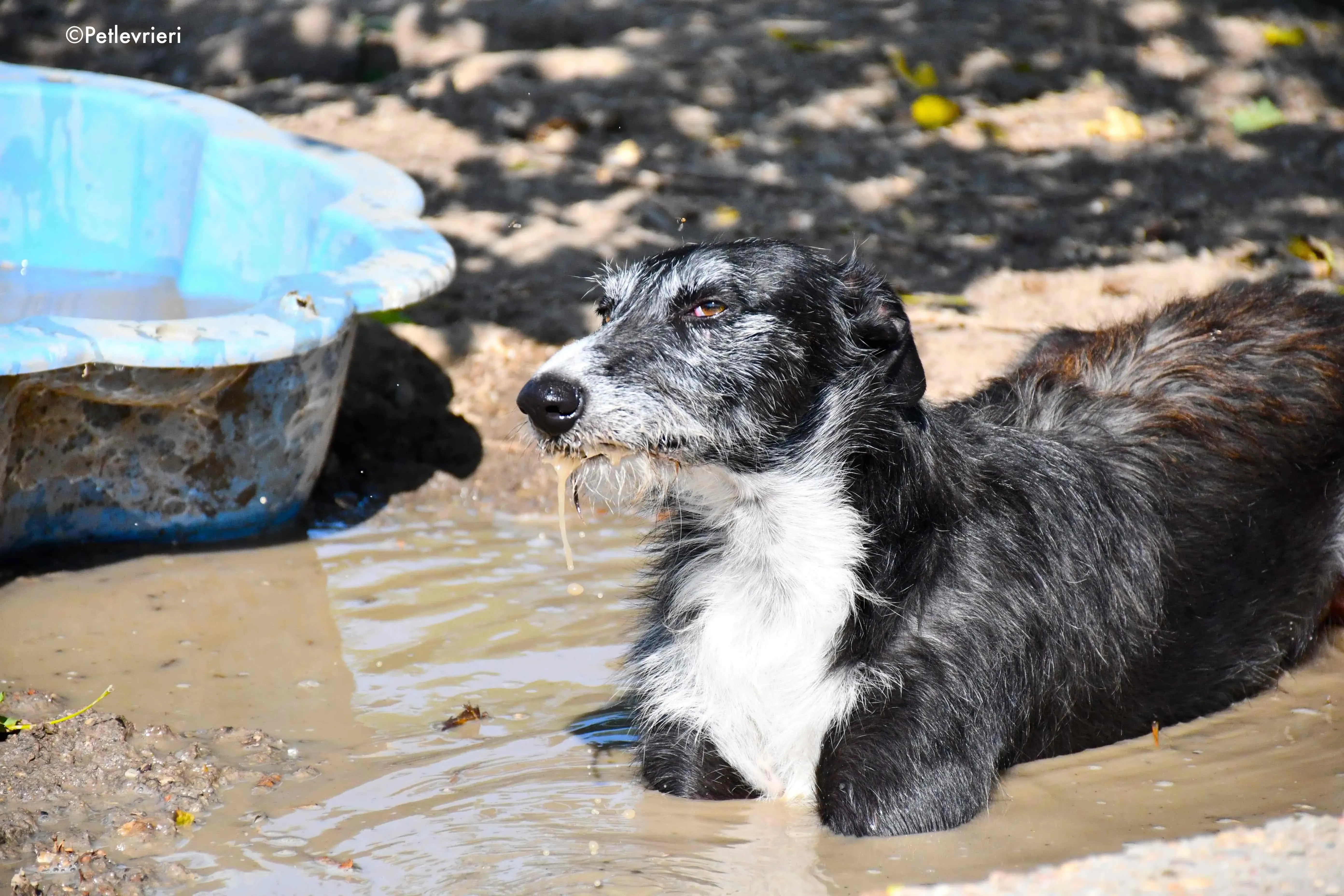black adozione levrieri galgo 18