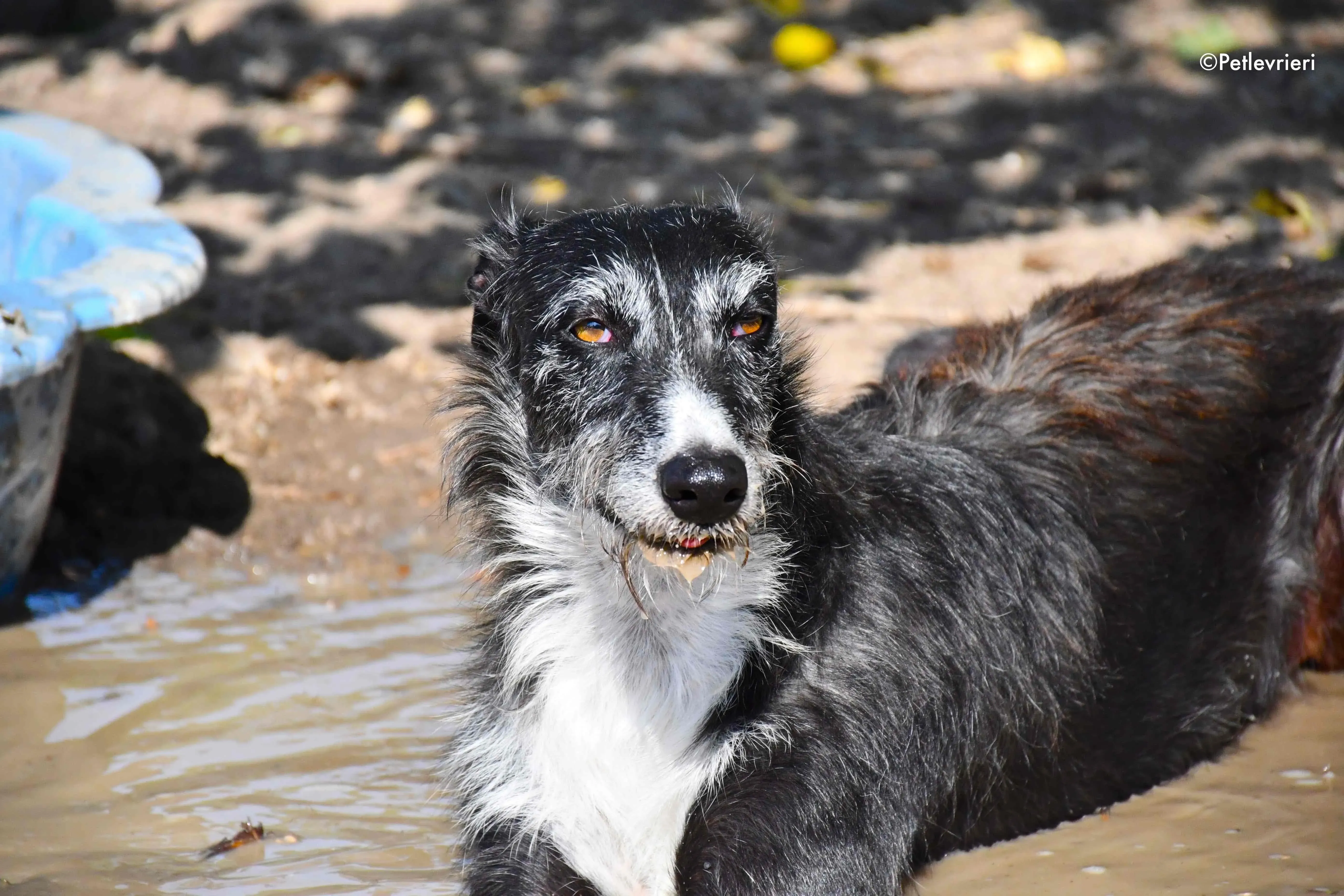 black adozione levrieri galgo 19 1