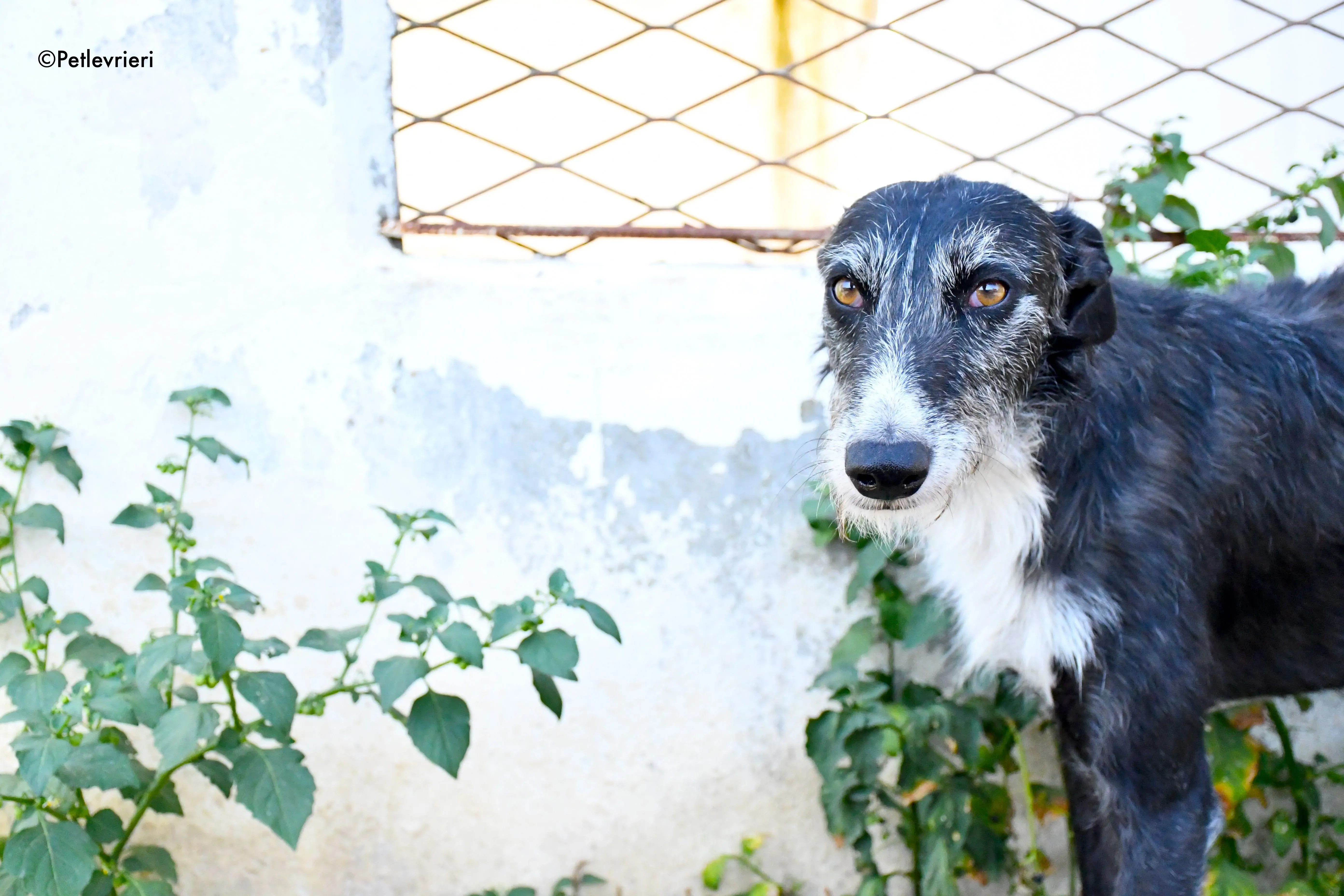 black adozione levrieri galgo 2 1