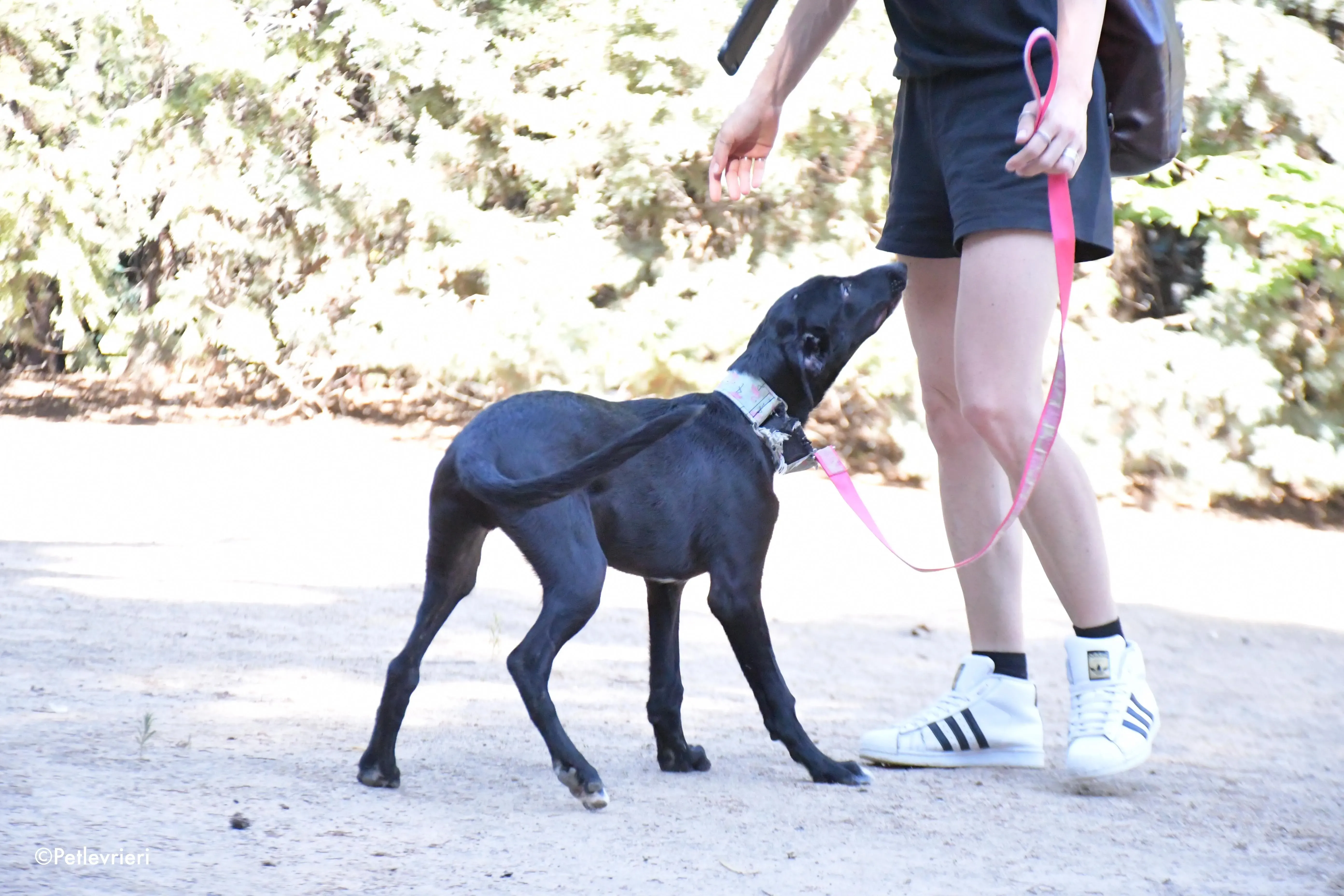 black adozione levrieri galgo 2
