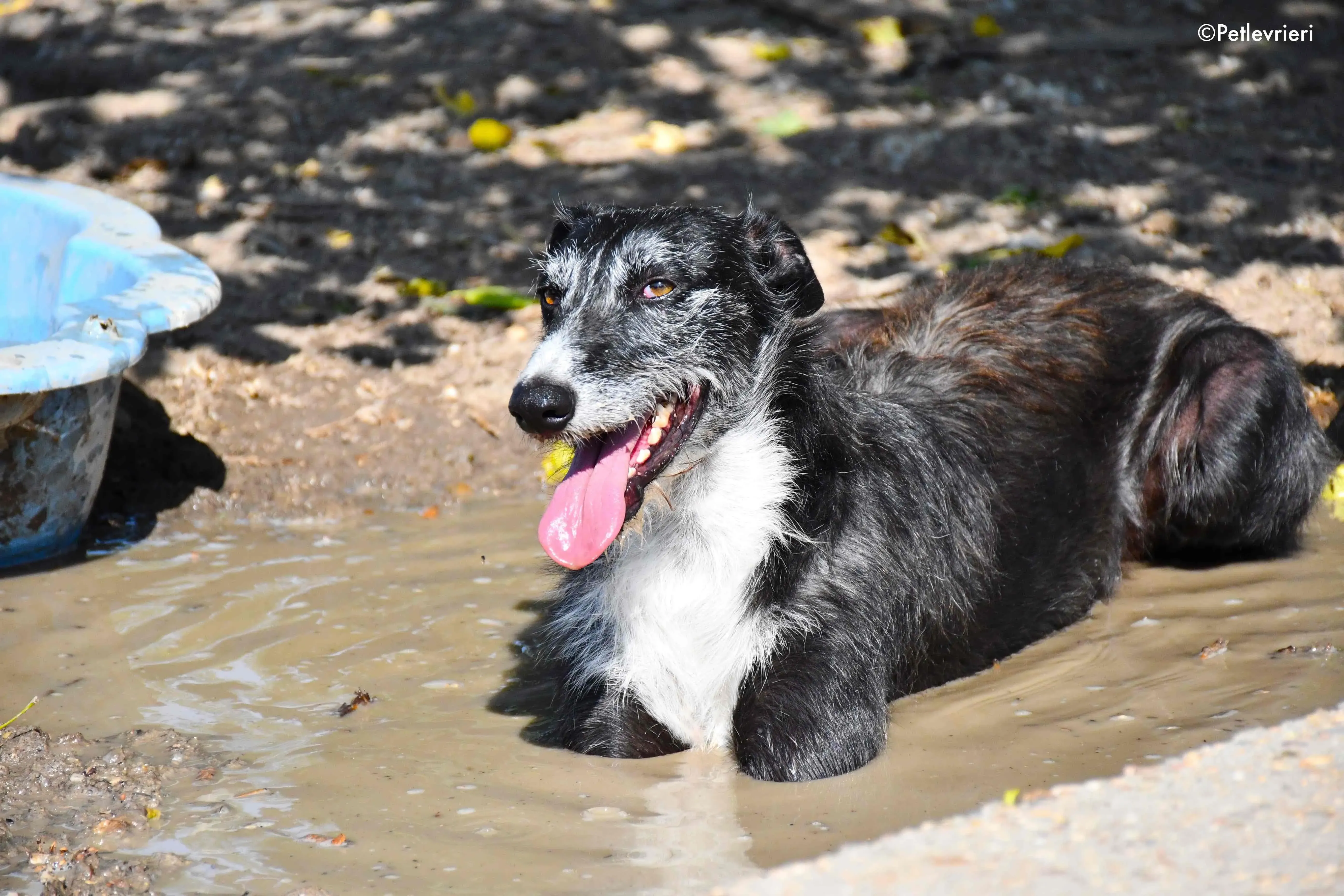 black adozione levrieri galgo 20 1
