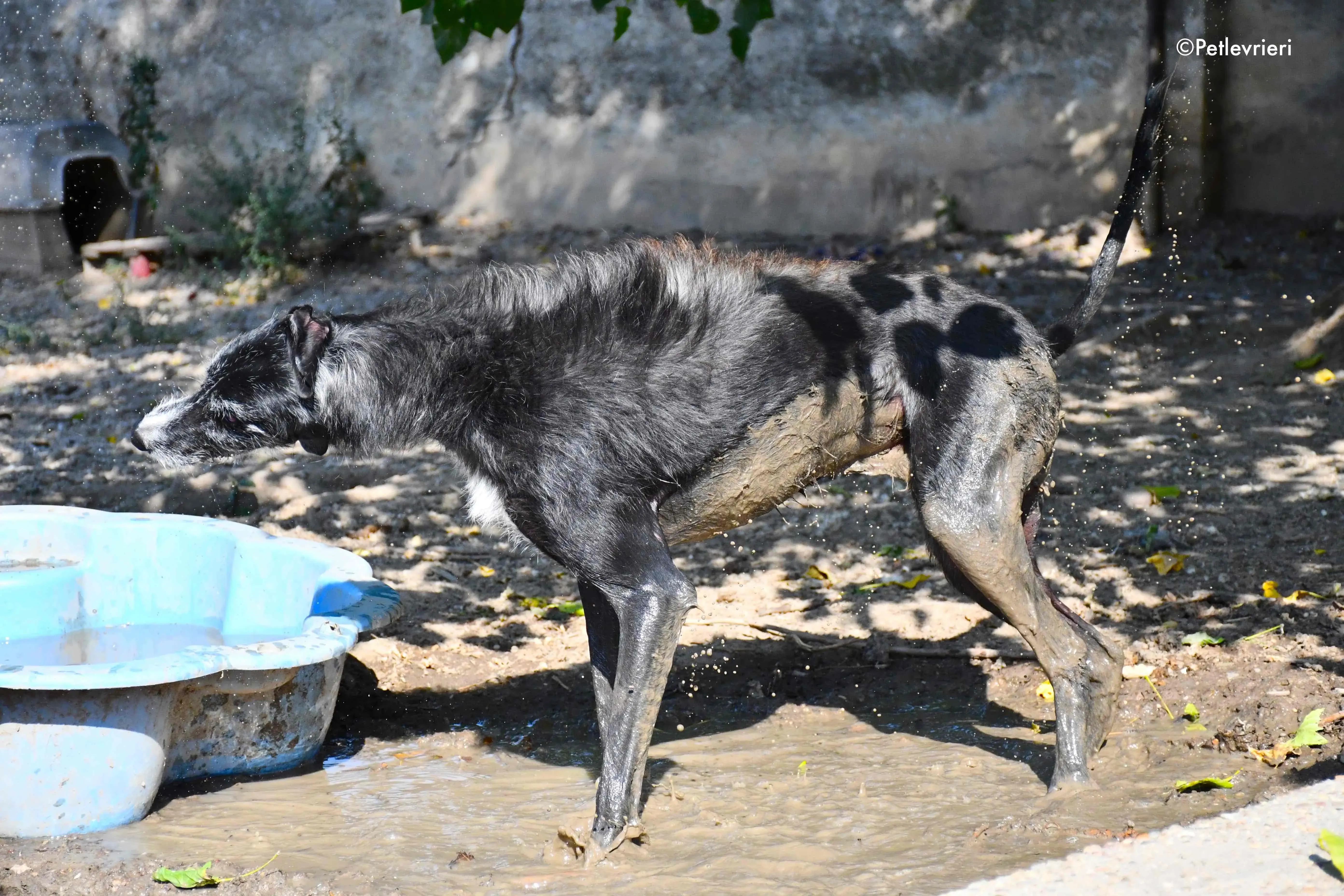 black adozione levrieri galgo 21