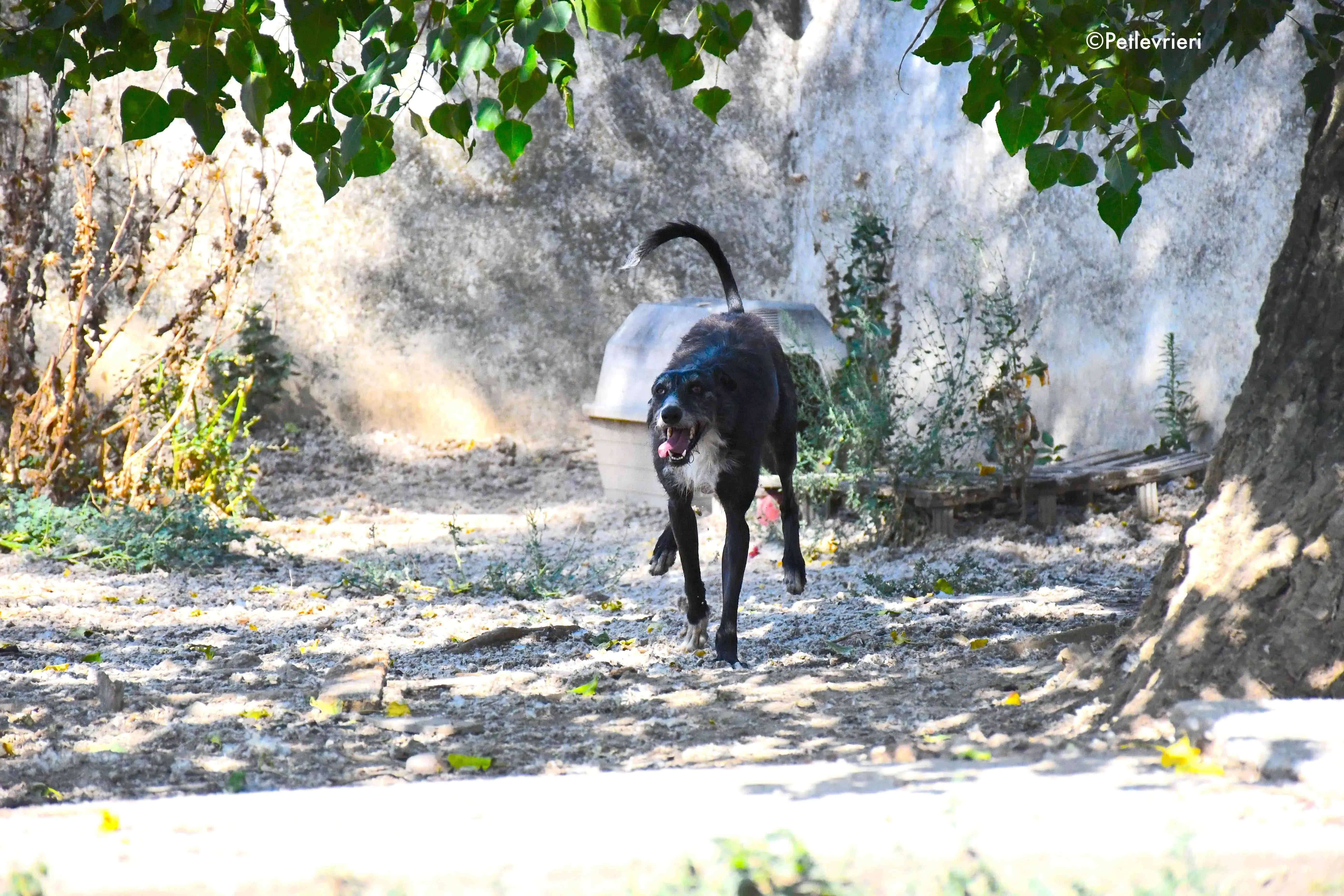 black adozione levrieri galgo 22