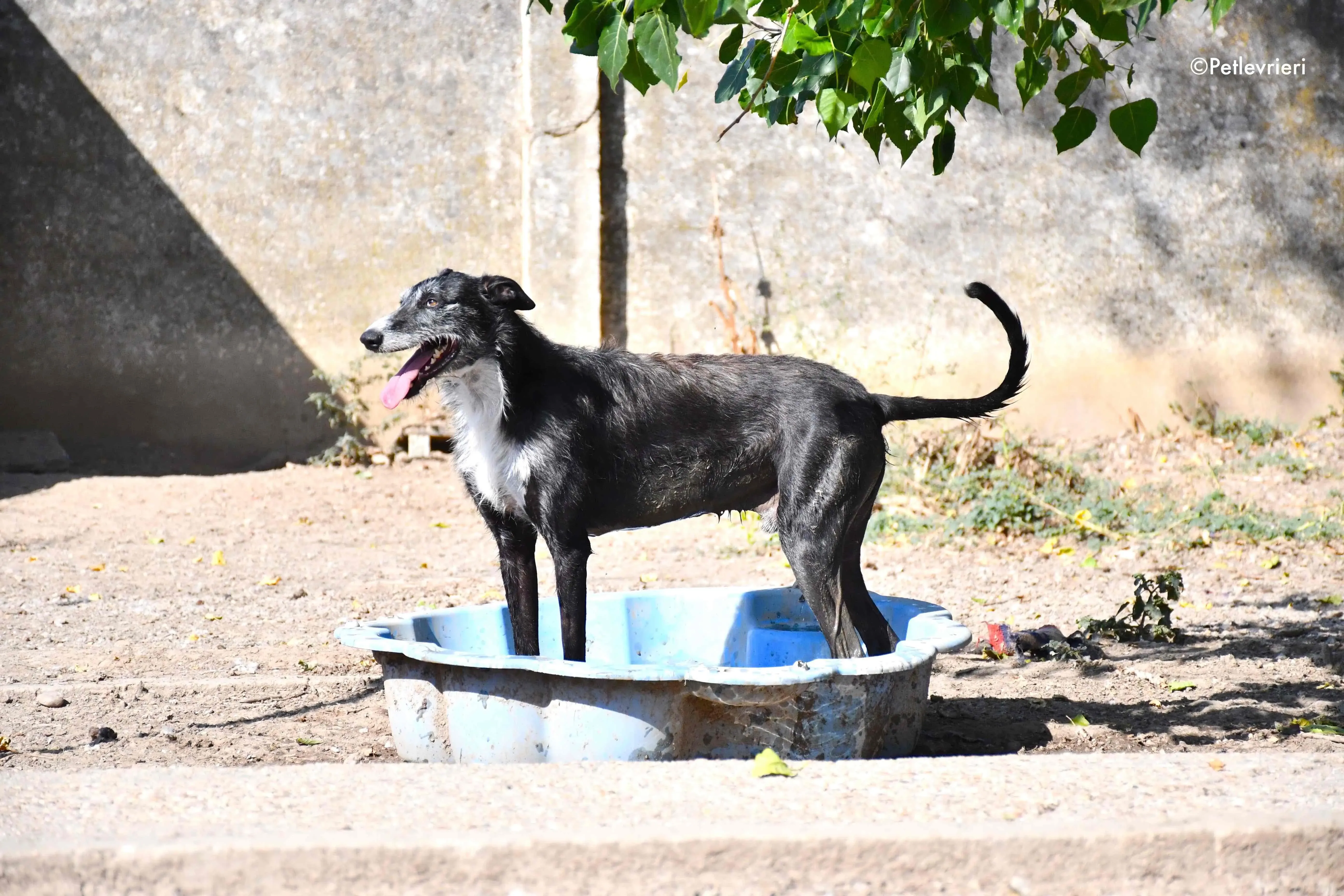 black adozione levrieri galgo 23 1