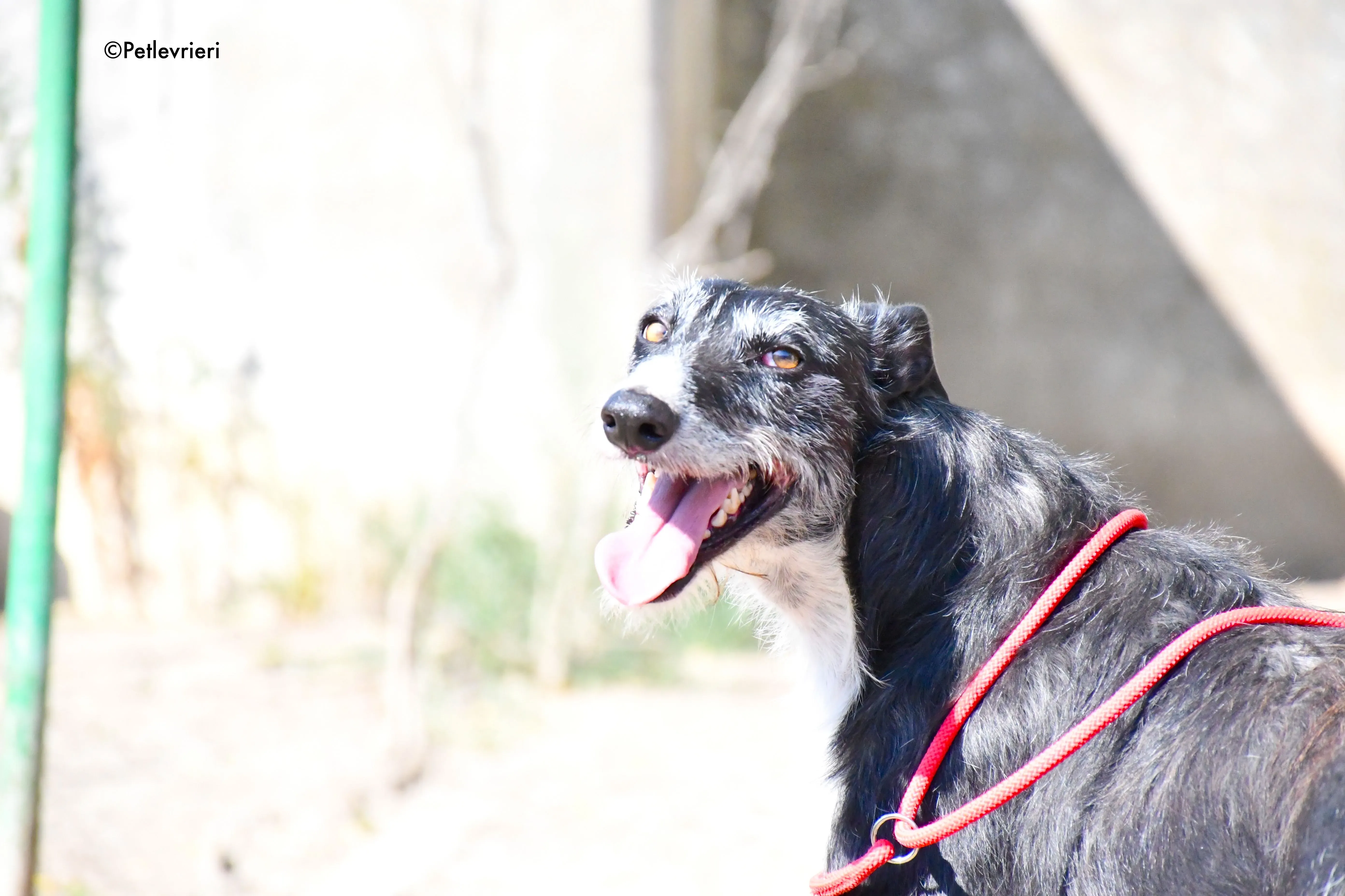 black adozione levrieri galgo 3 1