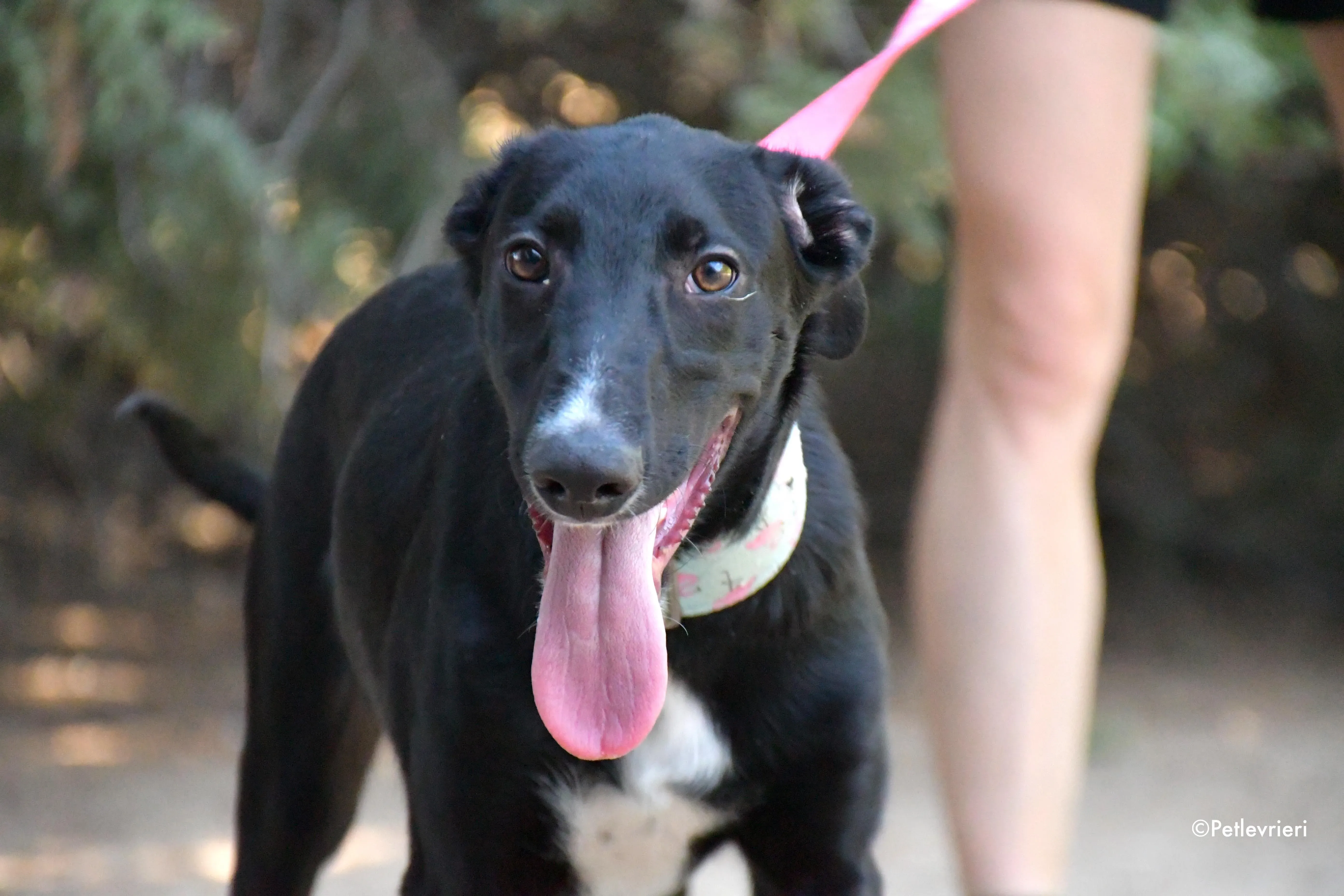 black adozione levrieri galgo 3