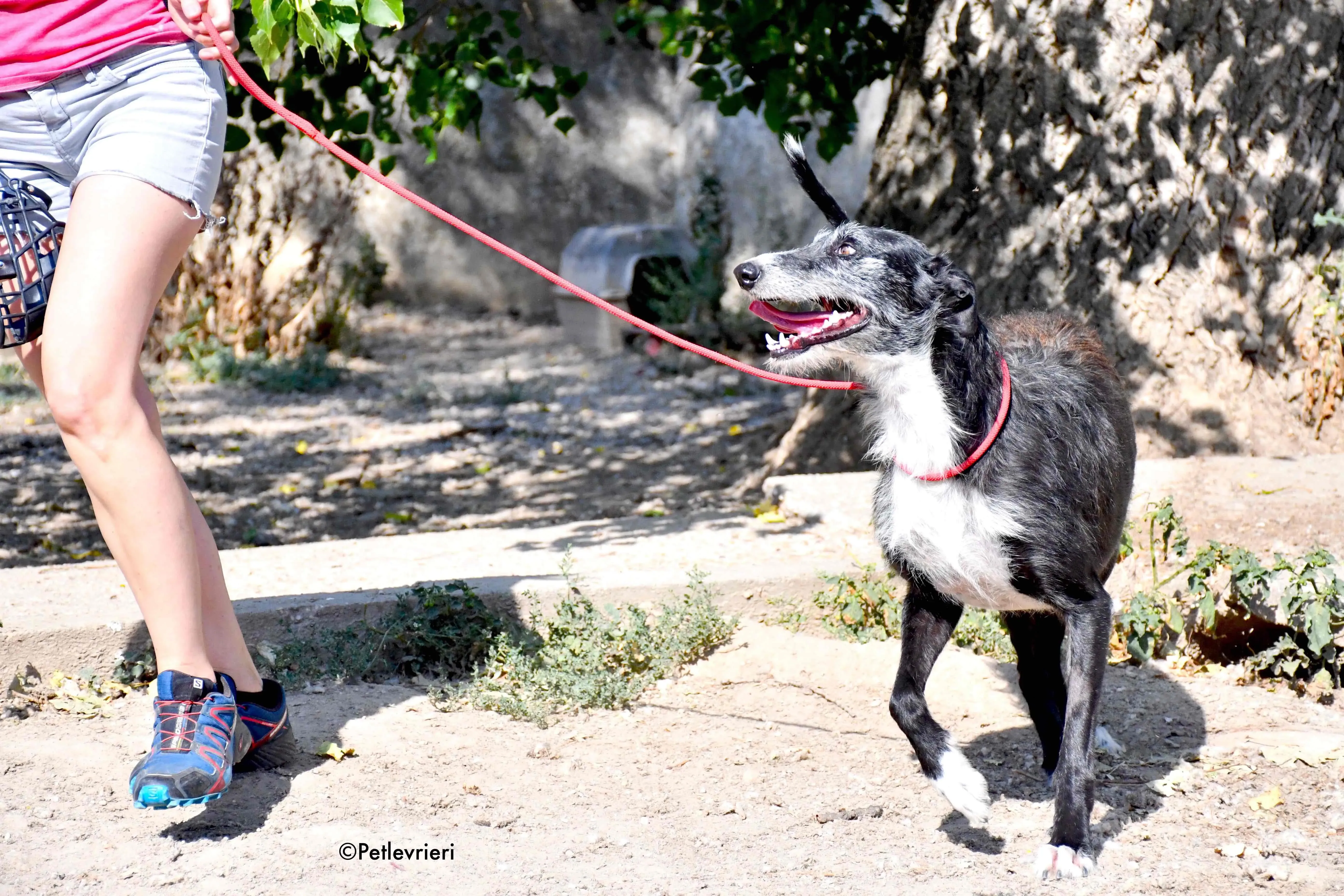 black adozione levrieri galgo 4 1