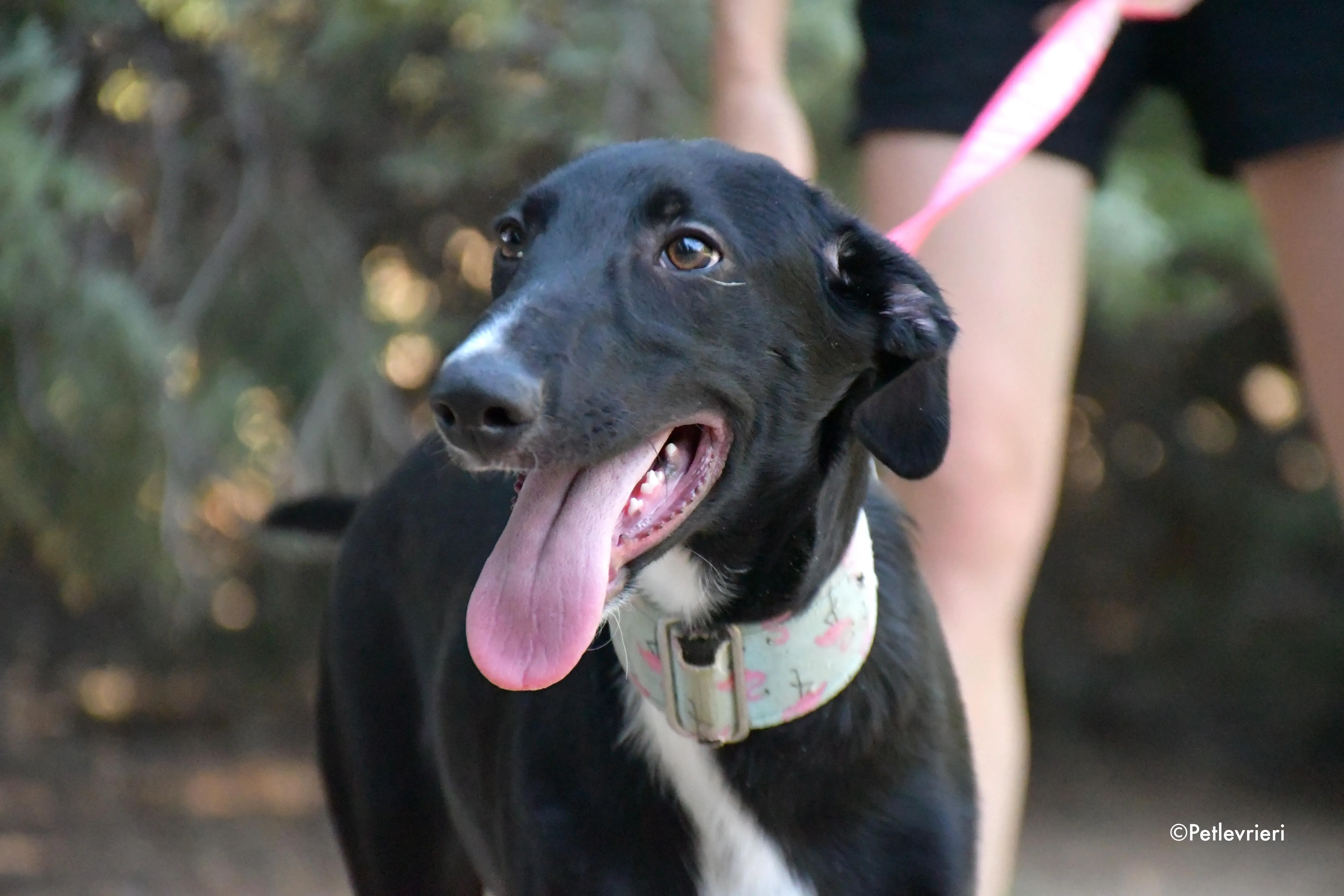 black adozione levrieri galgo 4