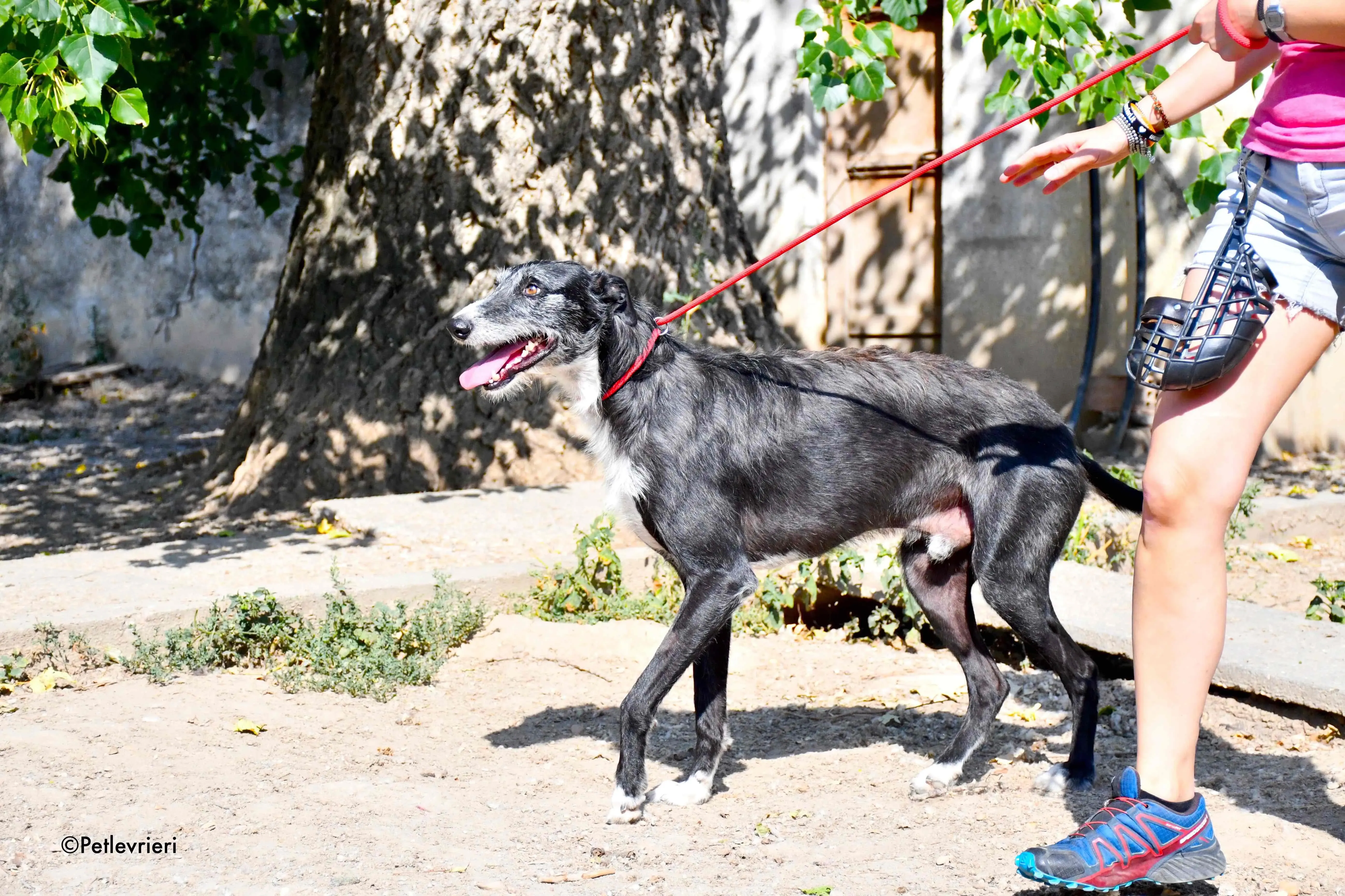 black adozione levrieri galgo 5 1