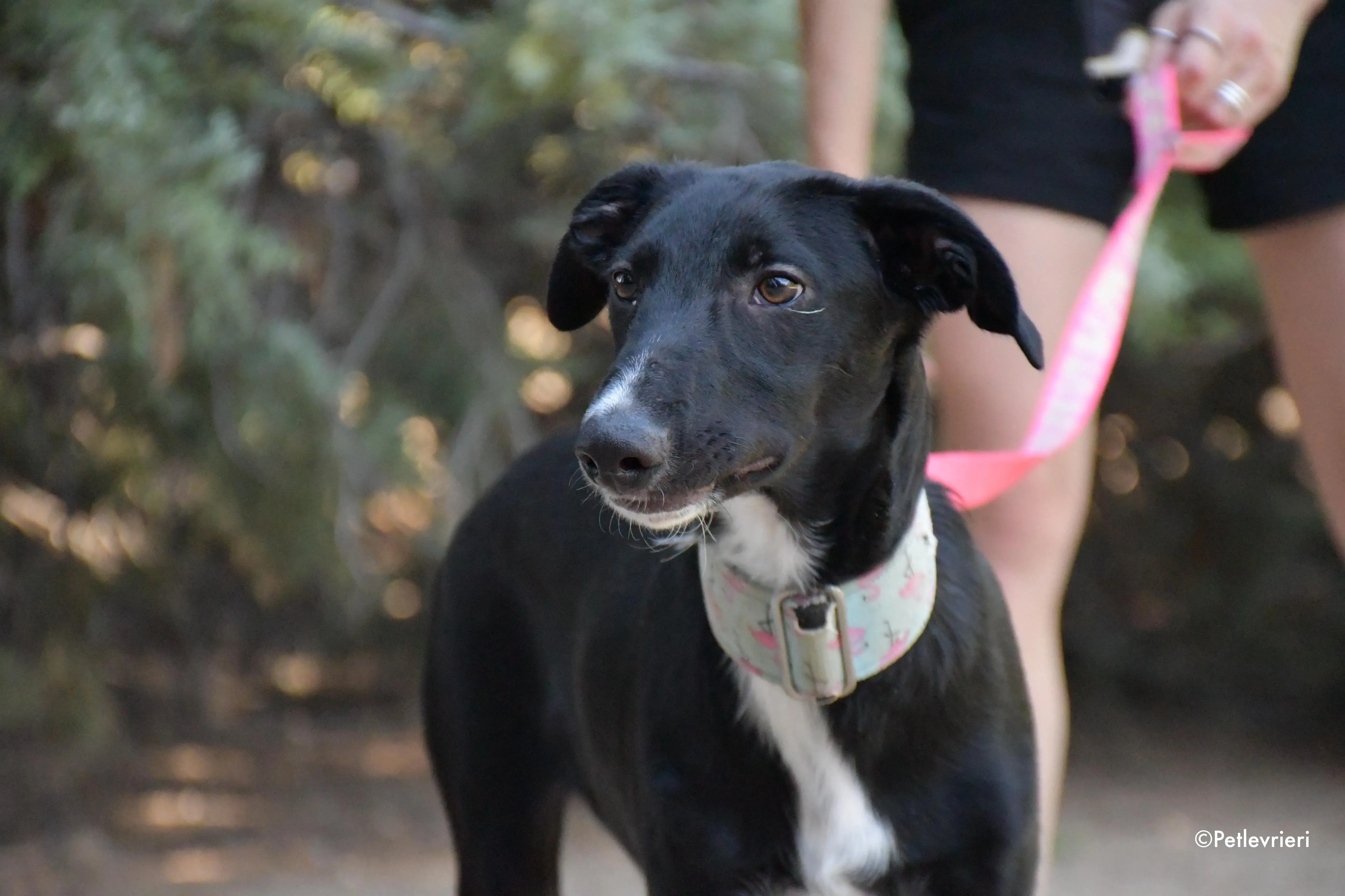 black adozione levrieri galgo 5