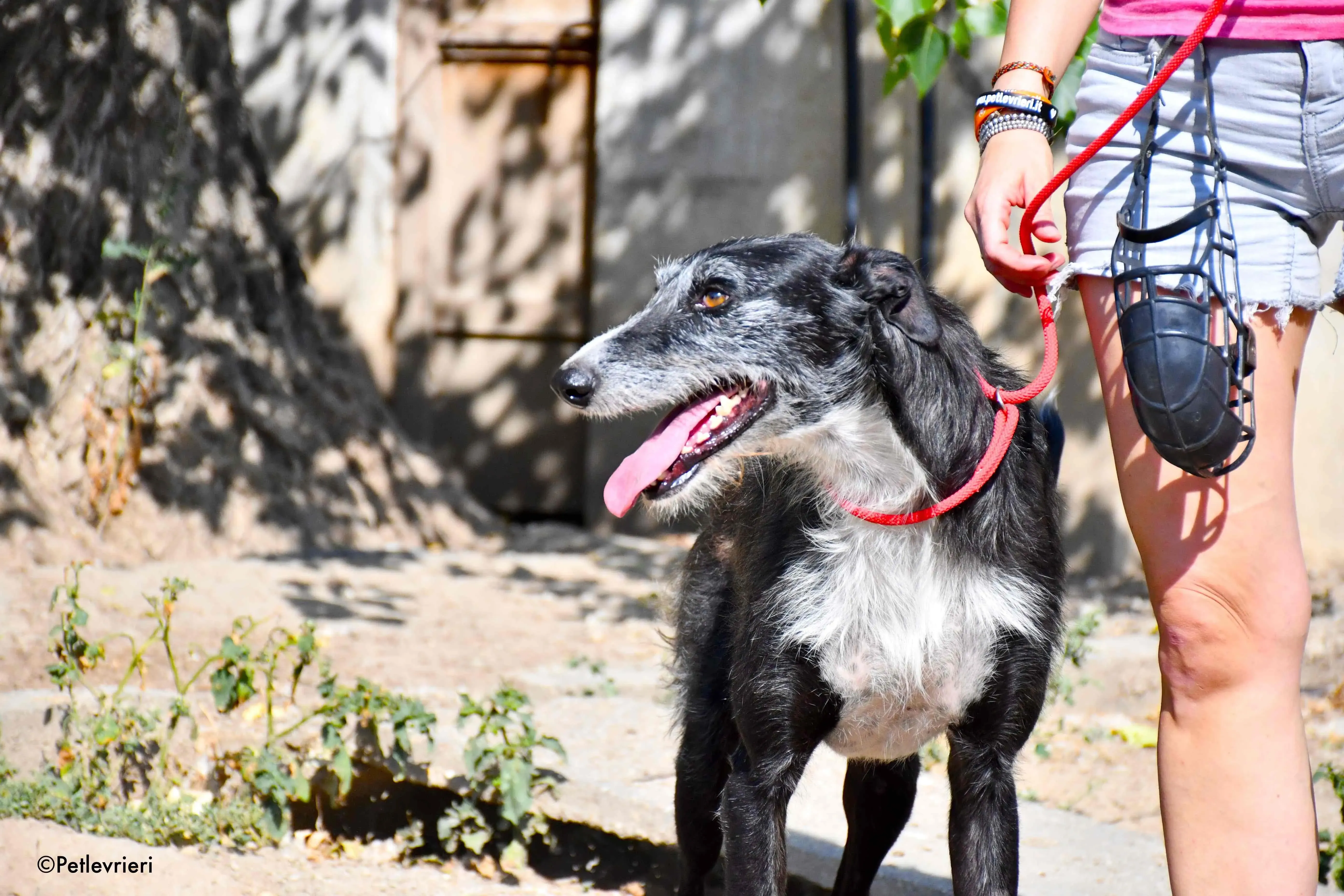 black adozione levrieri galgo 6 2