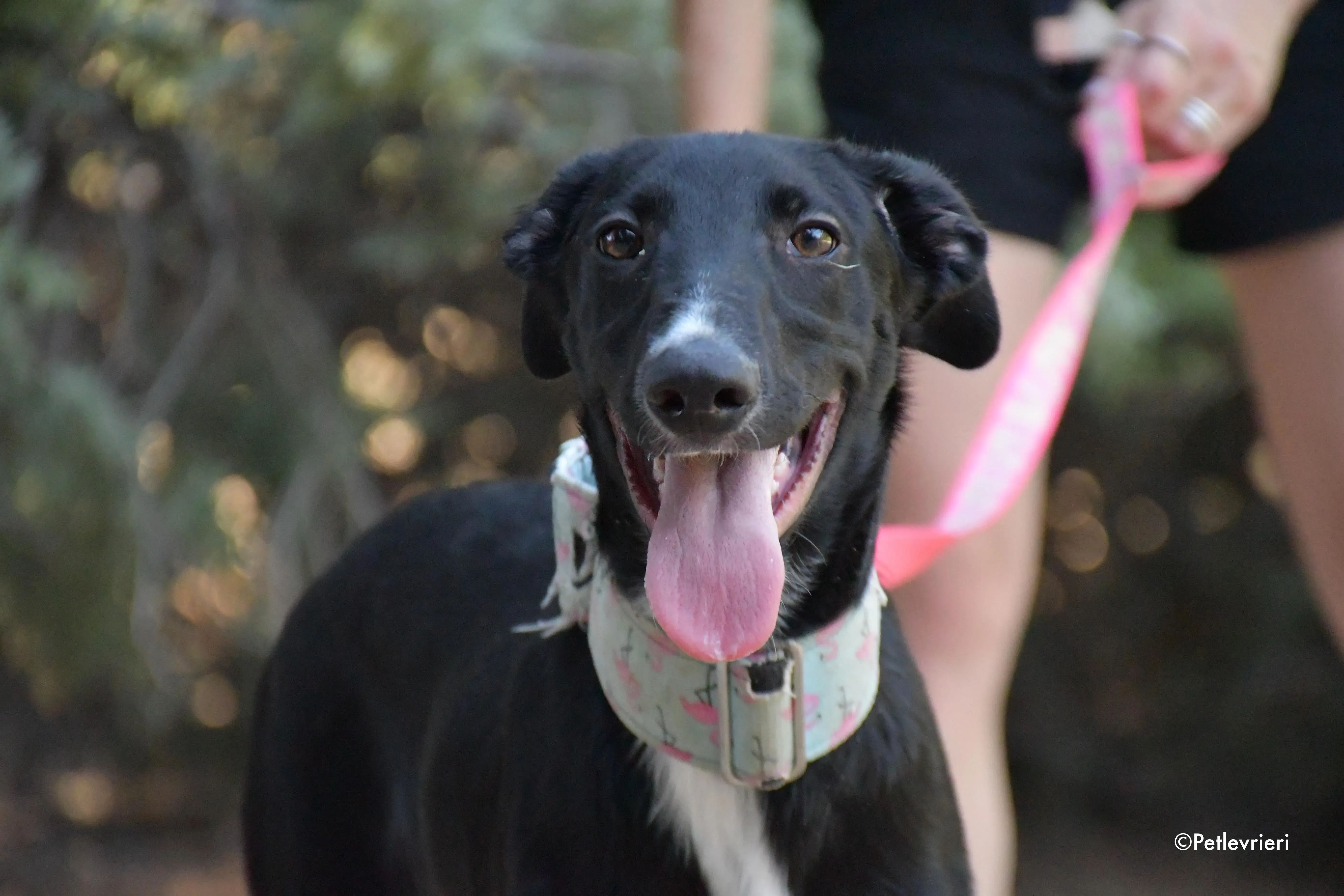 black adozione levrieri galgo 6