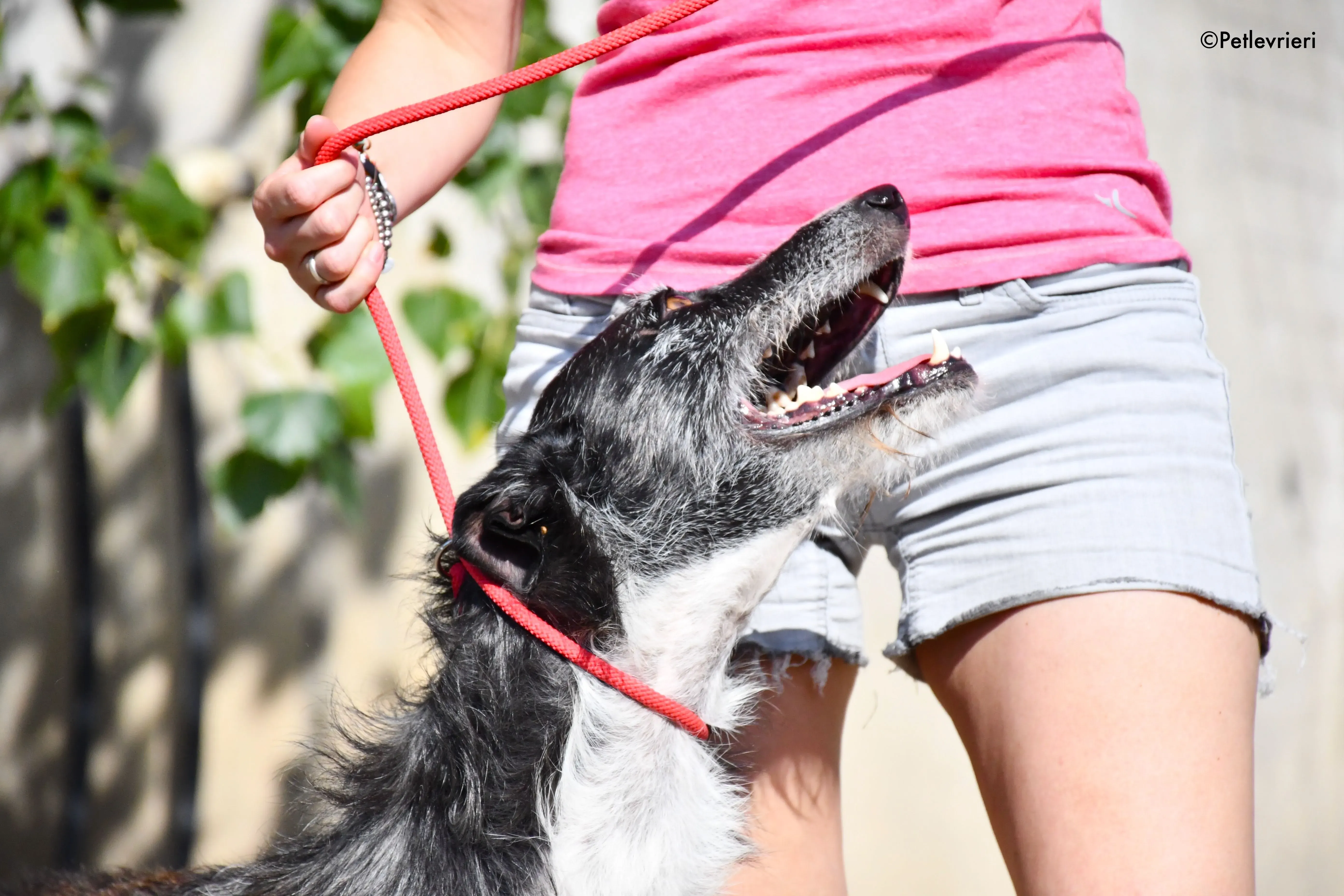 black adozione levrieri galgo 7 1