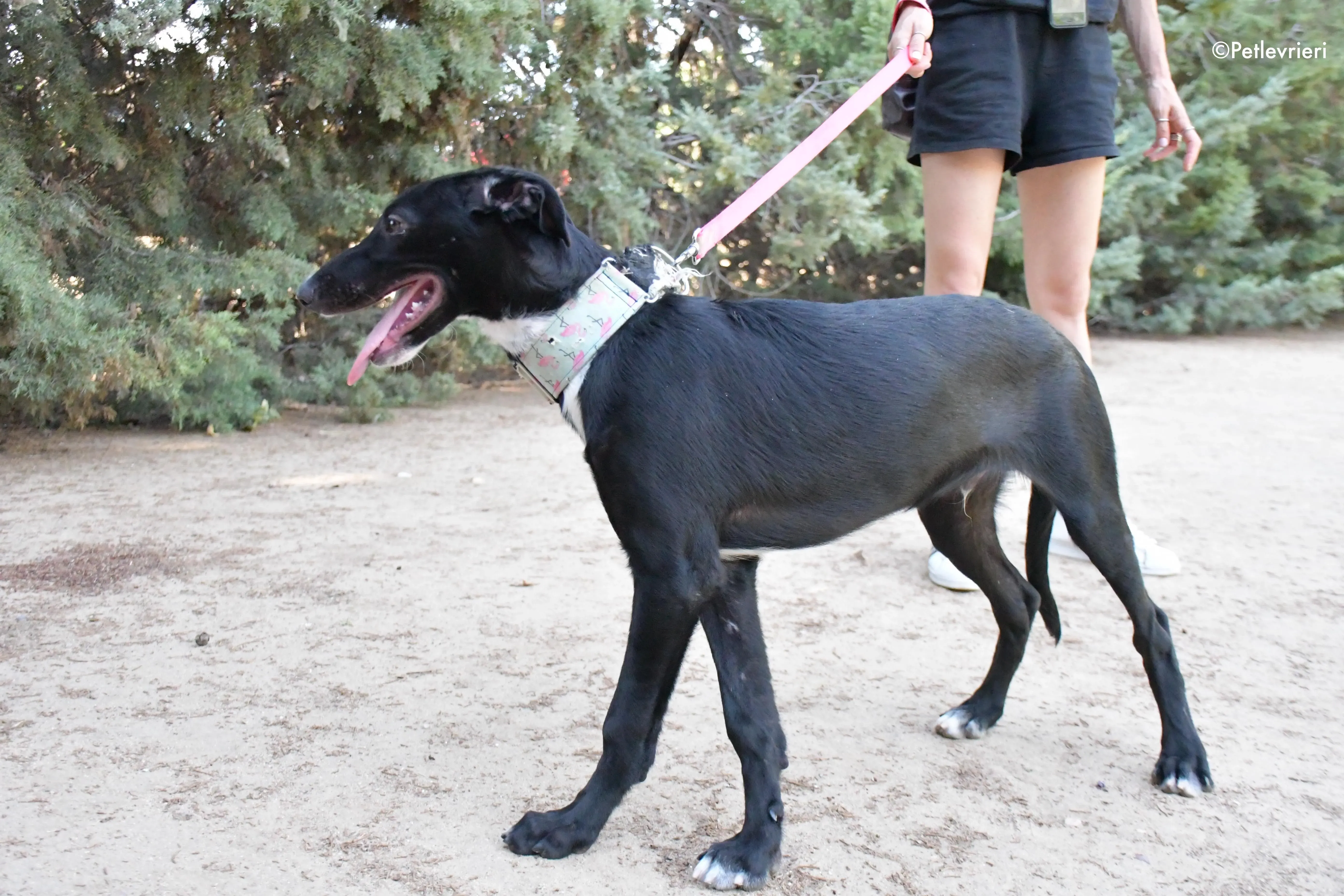 black adozione levrieri galgo 7