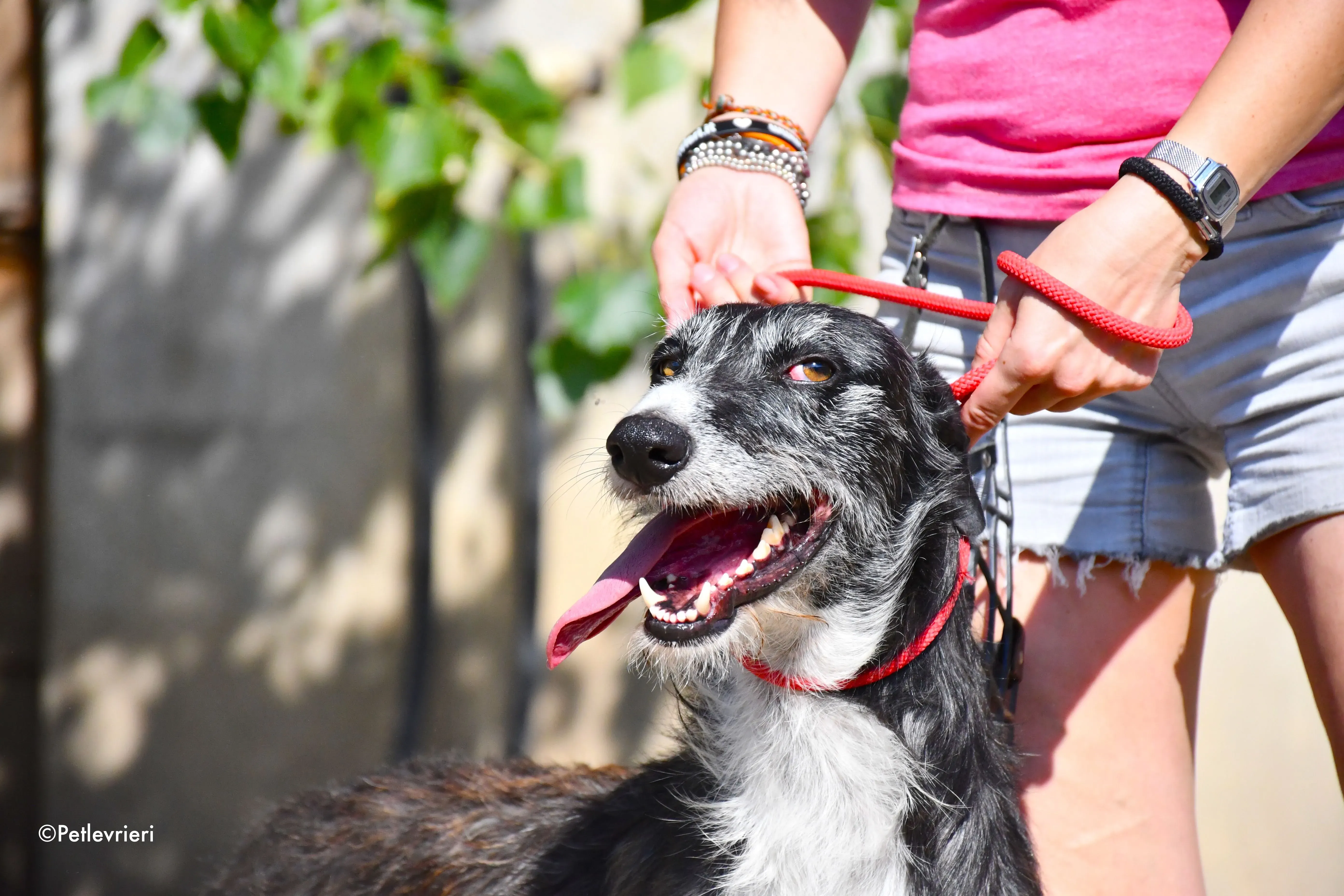 black adozione levrieri galgo 8 1