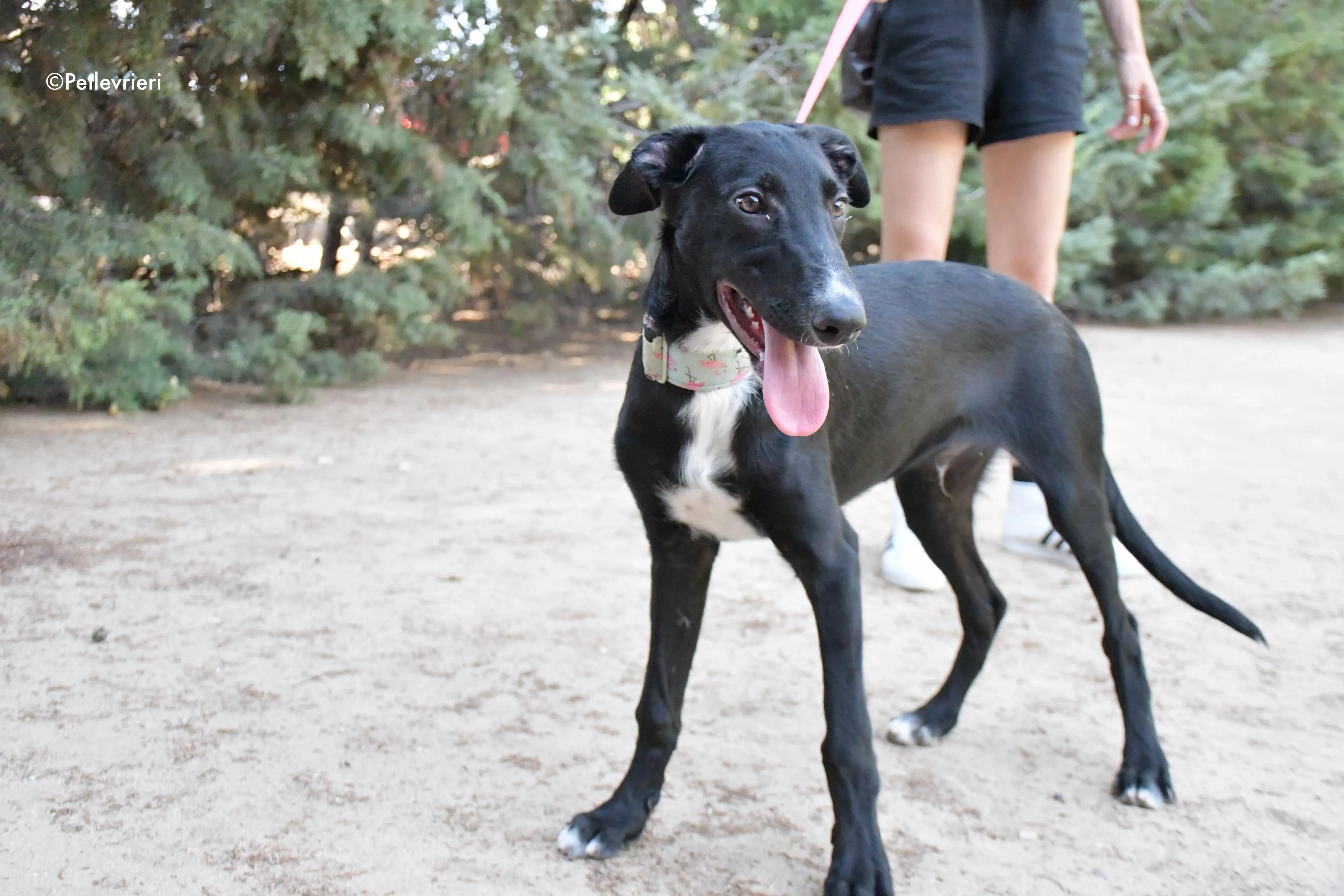 black adozione levrieri galgo 8