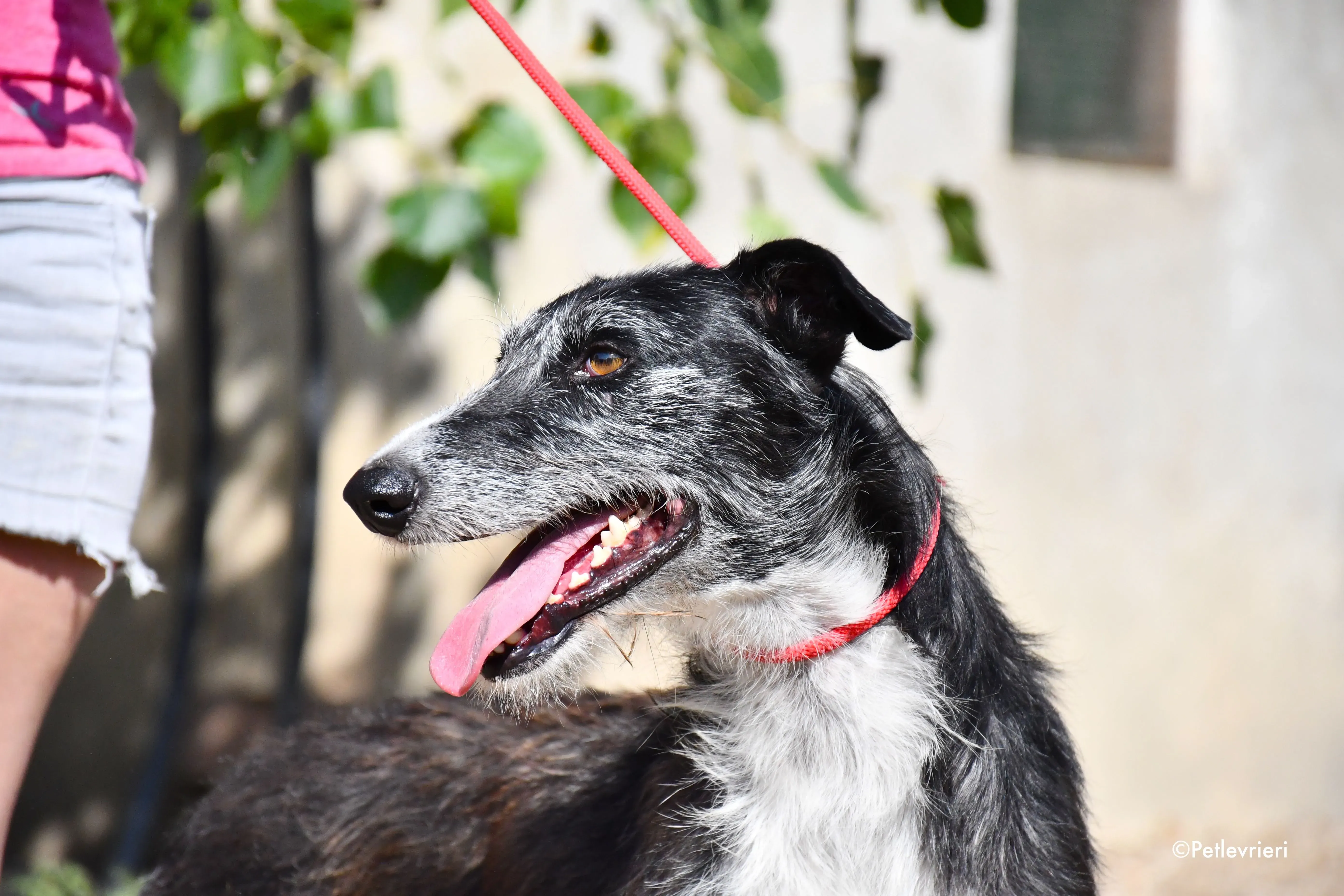 black adozione levrieri galgo 9 1